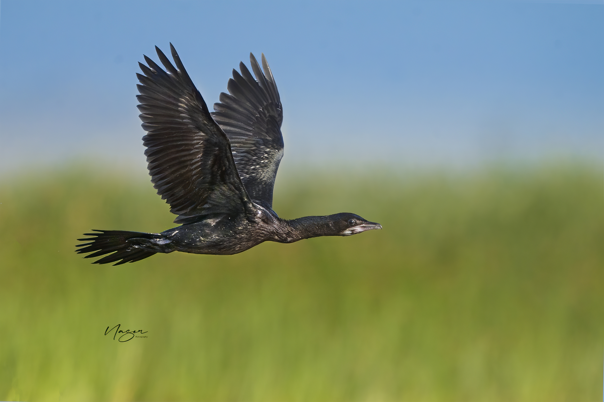 Pygmy cormorant