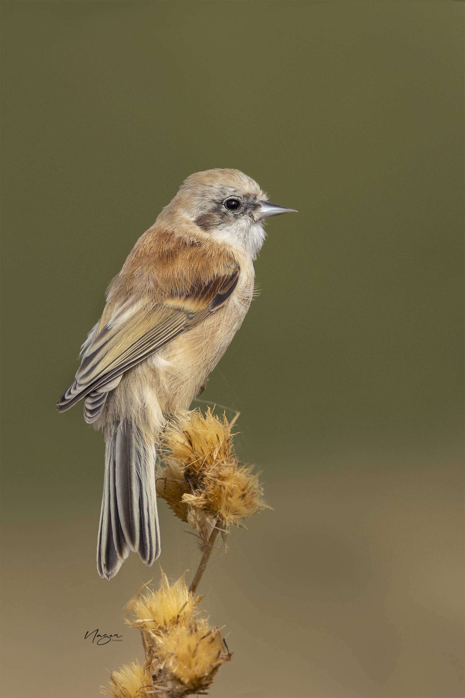 Penduline tit
