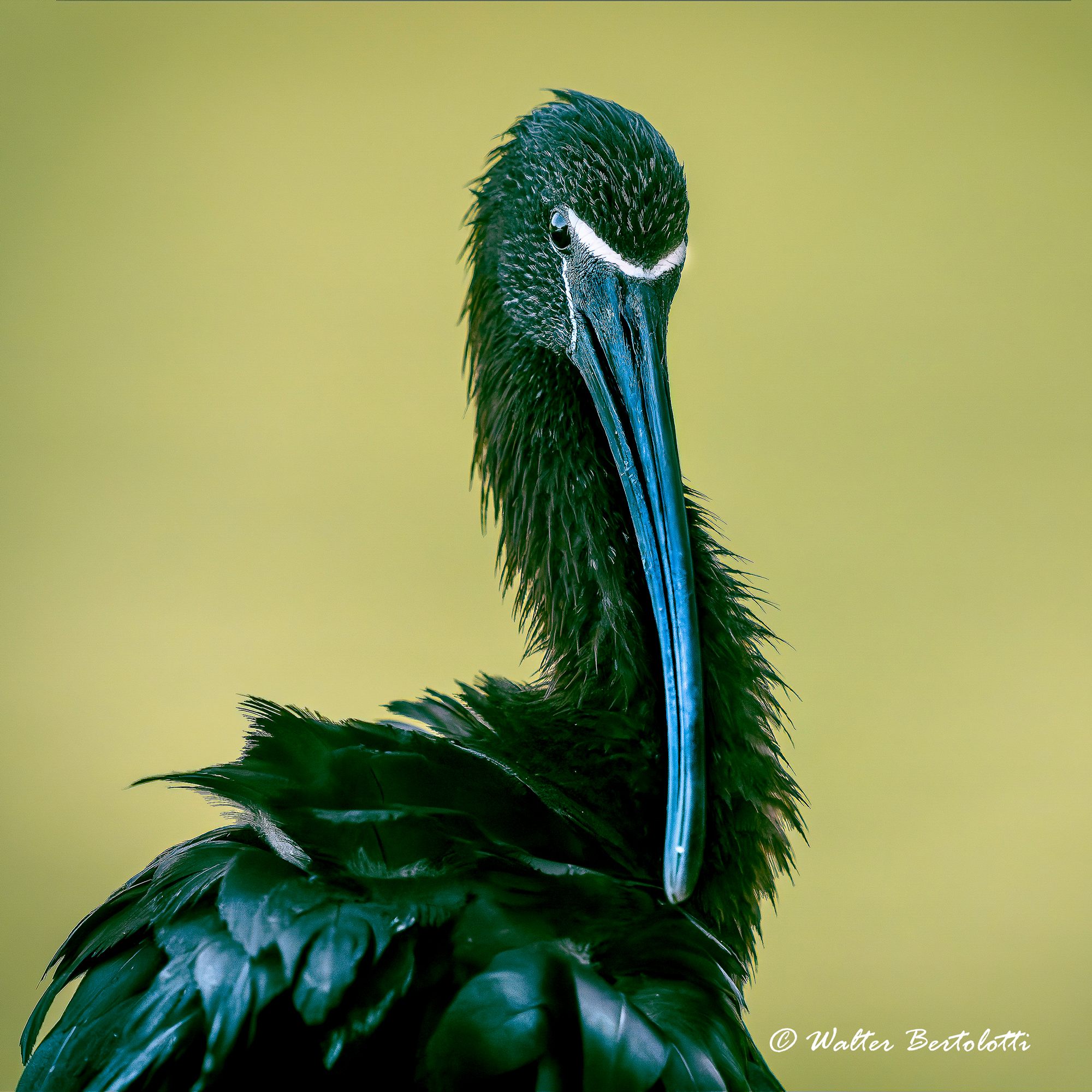 primo piano in full frame