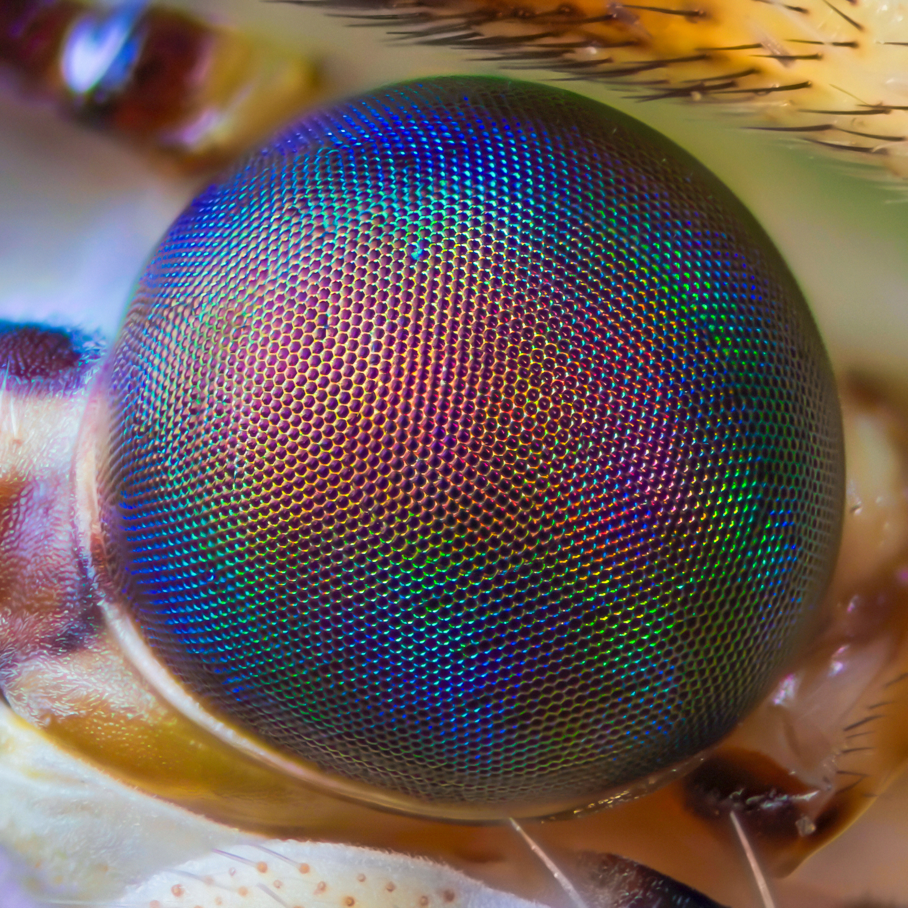 Eye of Macronemurus appendiculatus