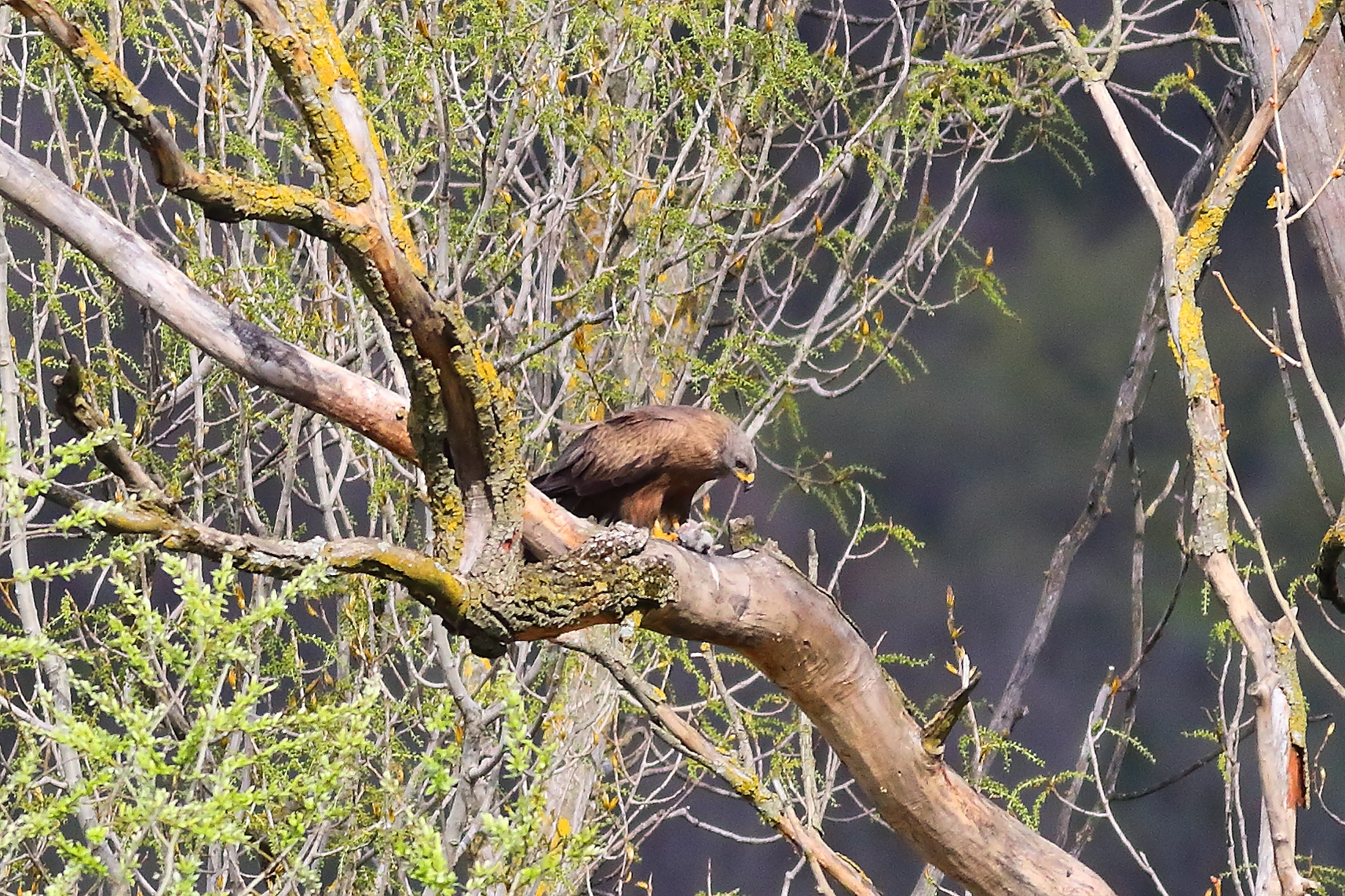 Nibbio bruno 24 marzo 2024 - 7335