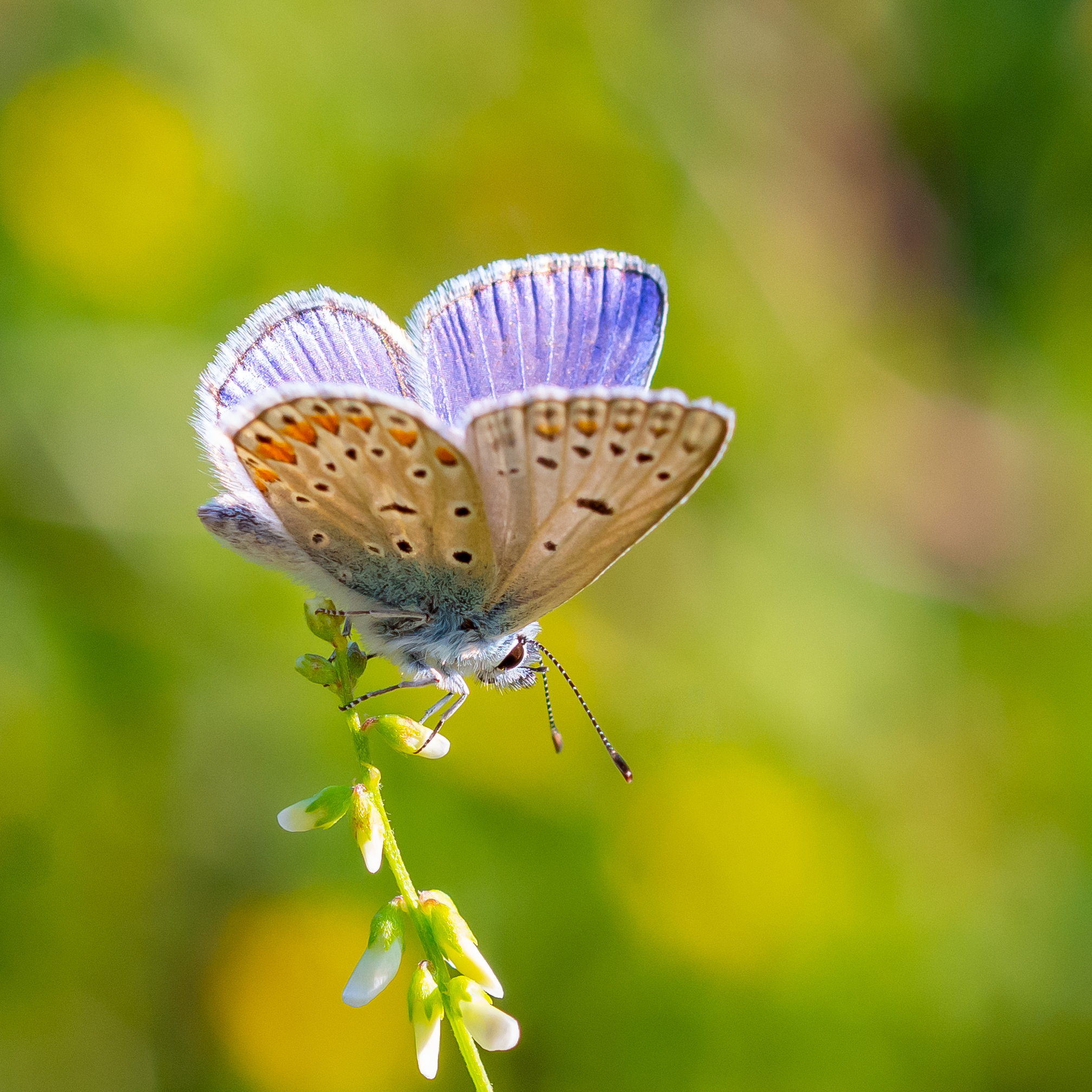 Plebejus argus