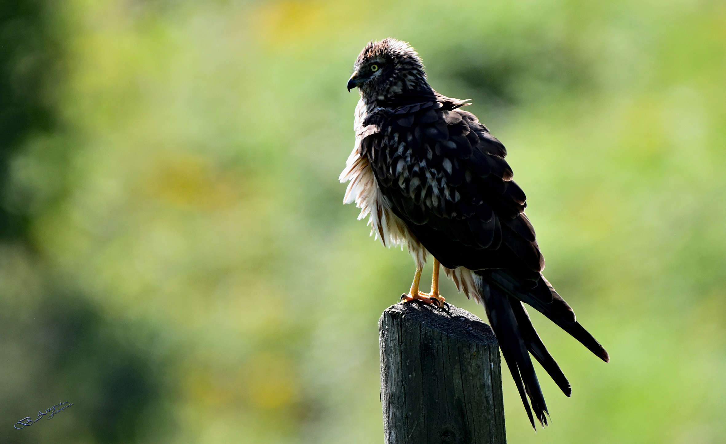 " Albanella minore, femmina "