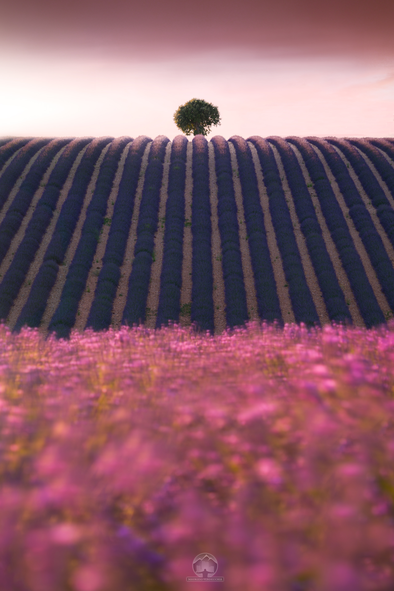 Sunsets in Valensole