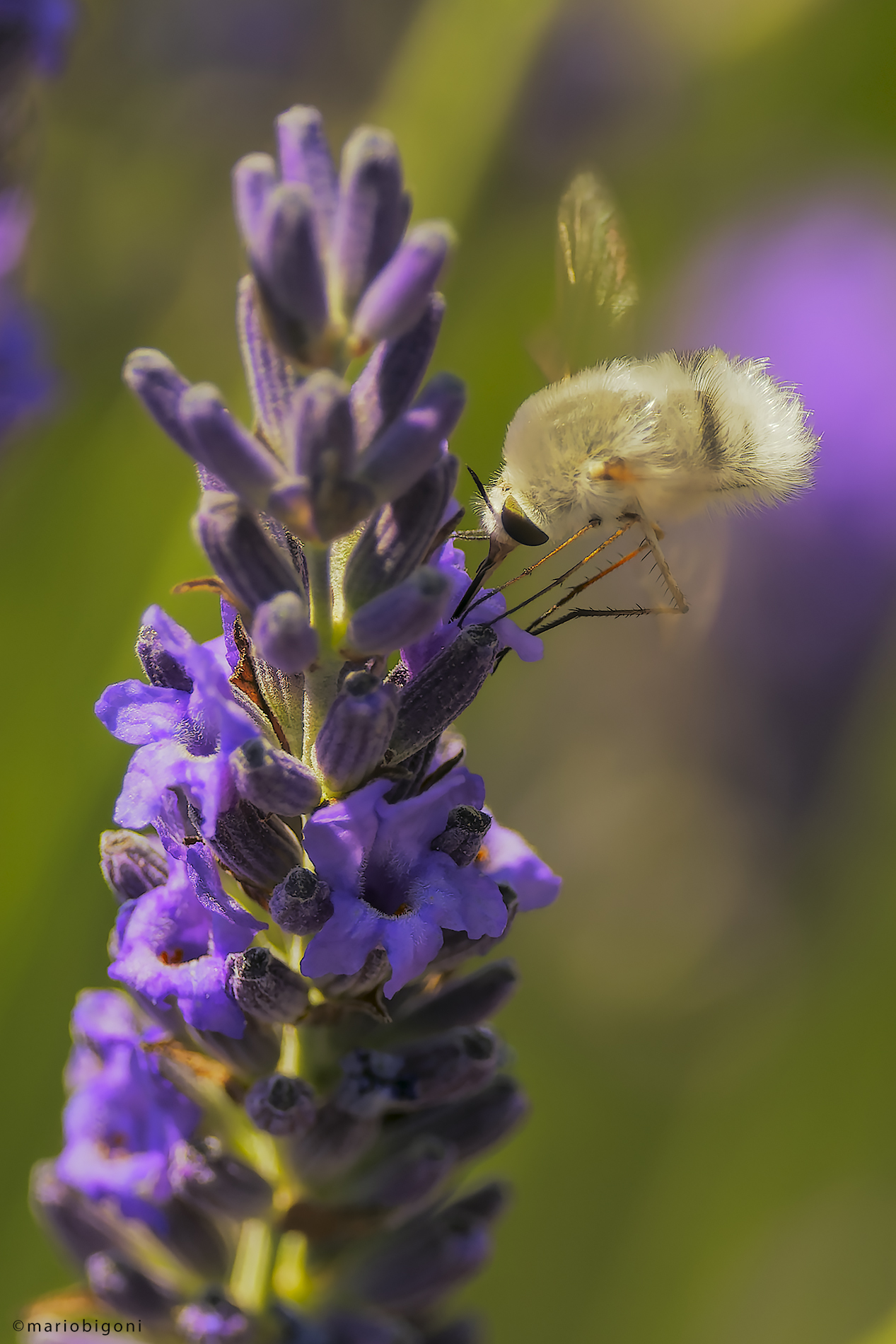 Bombylius major