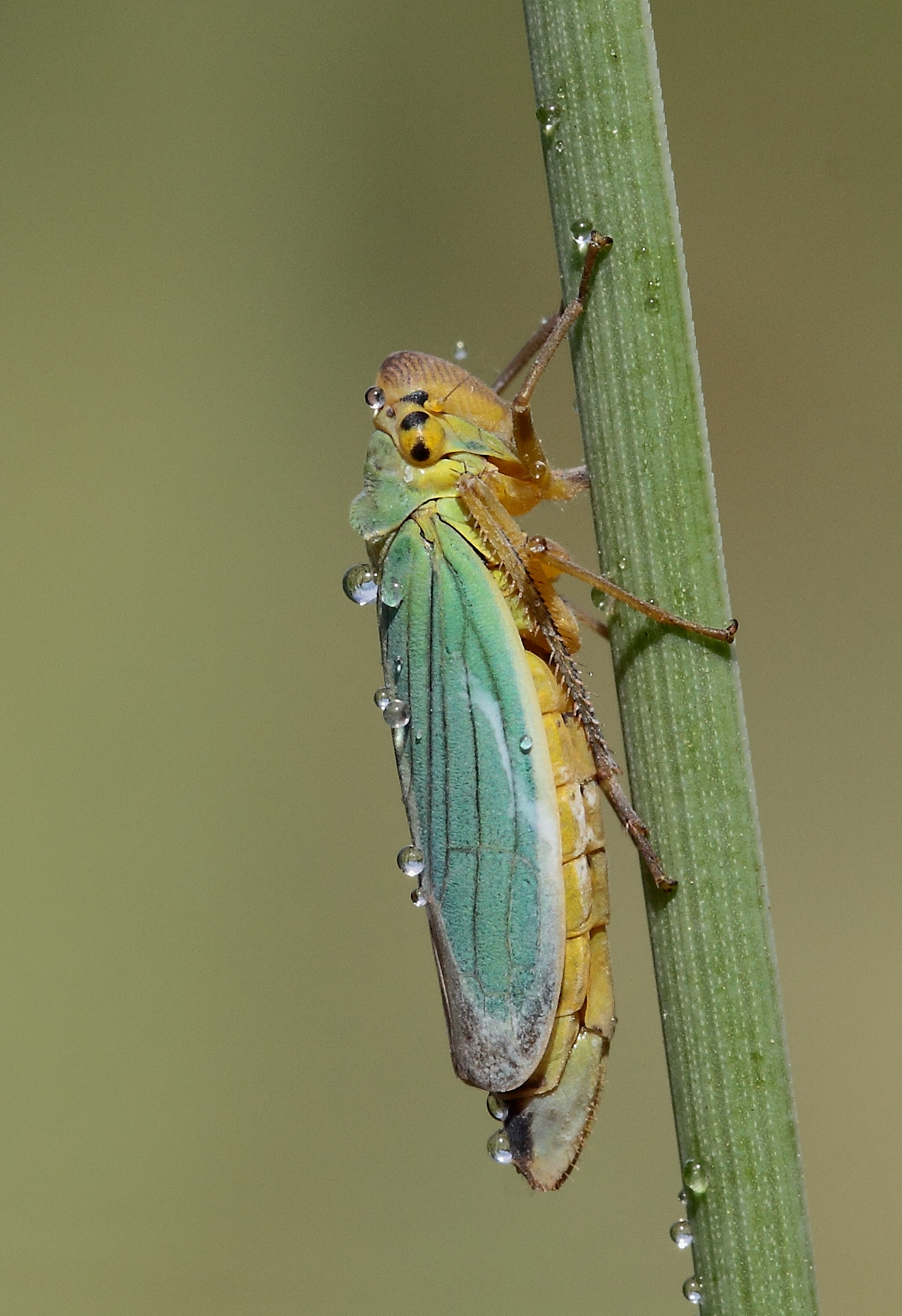 Cicadella virdis