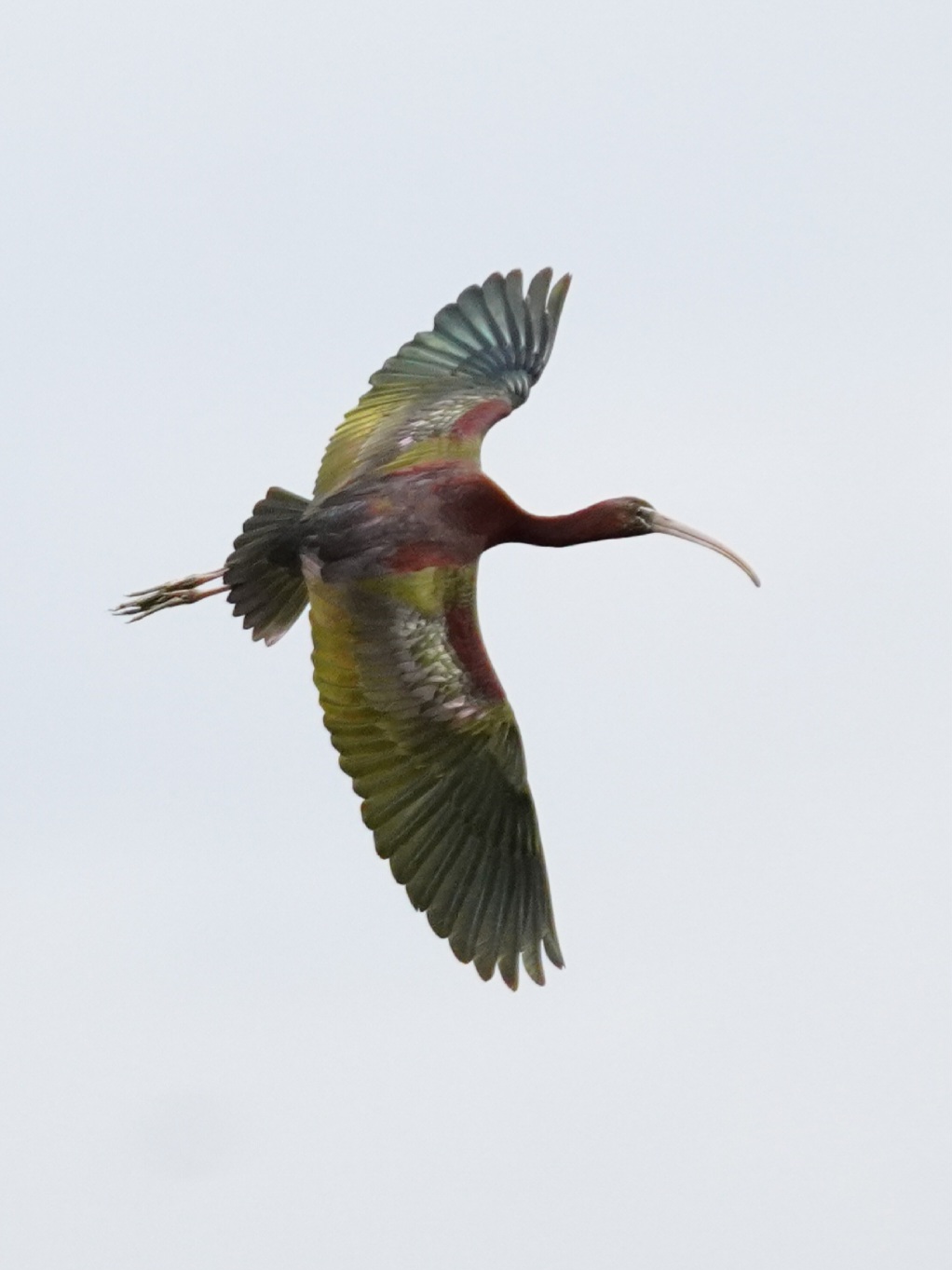 Glossy Ibis 2