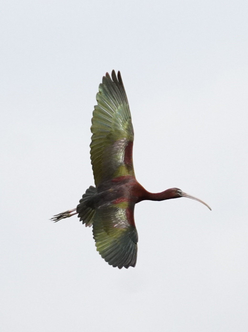 Glossy Ibis 3