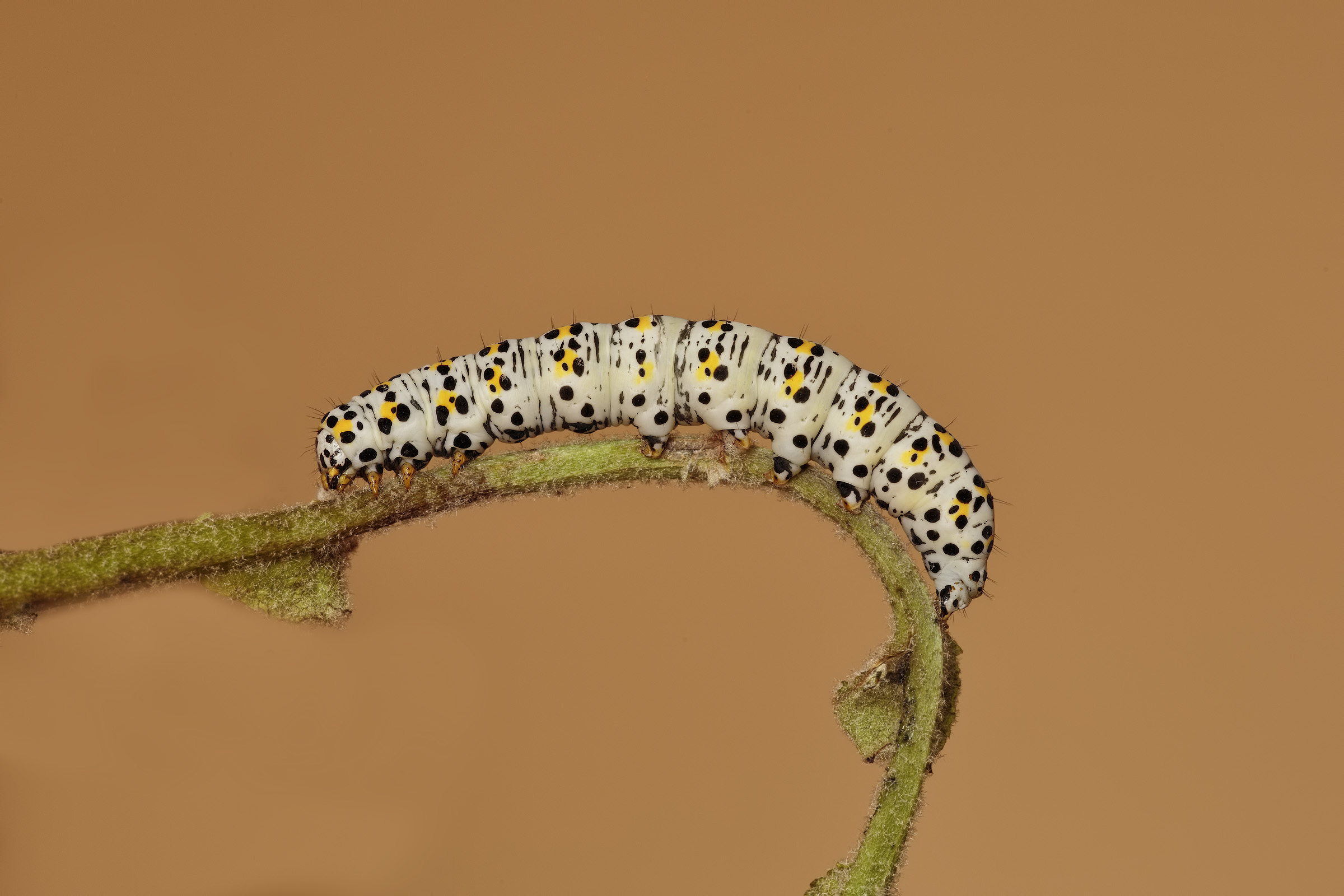 Cucullia (Shargacucullia) verbasci