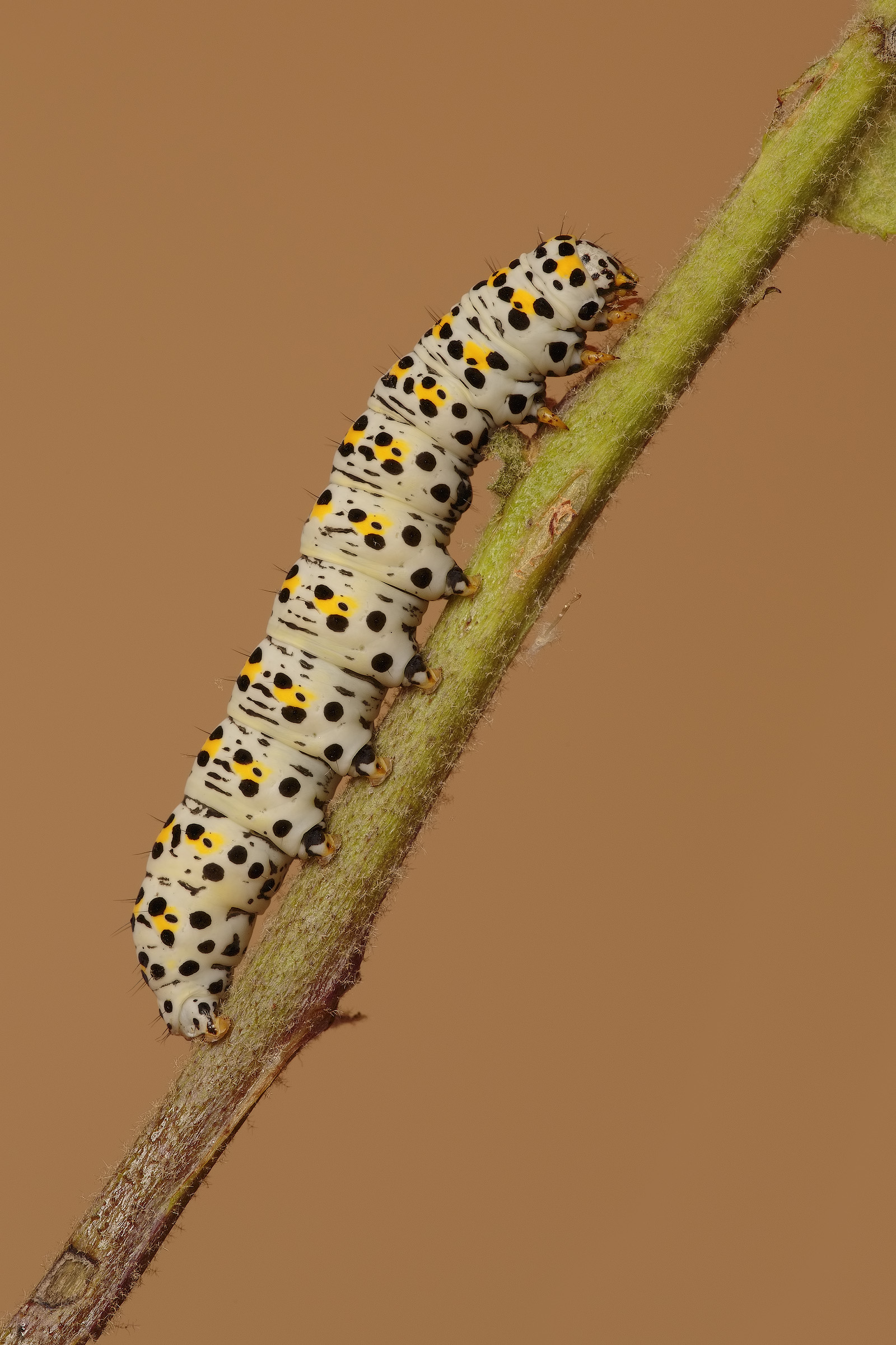 Cucullia (Shargacucullia) verbasci