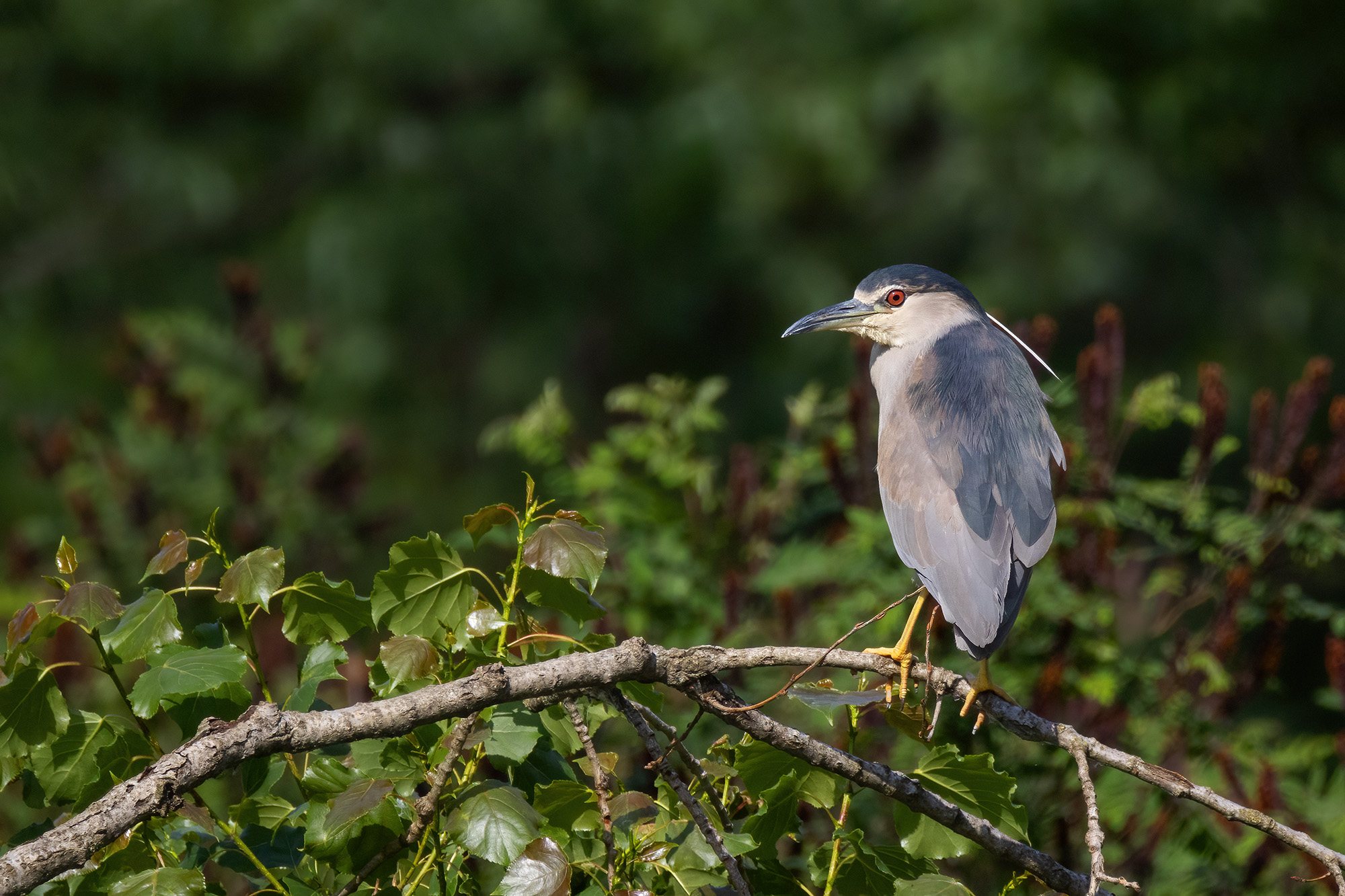 Night Heron