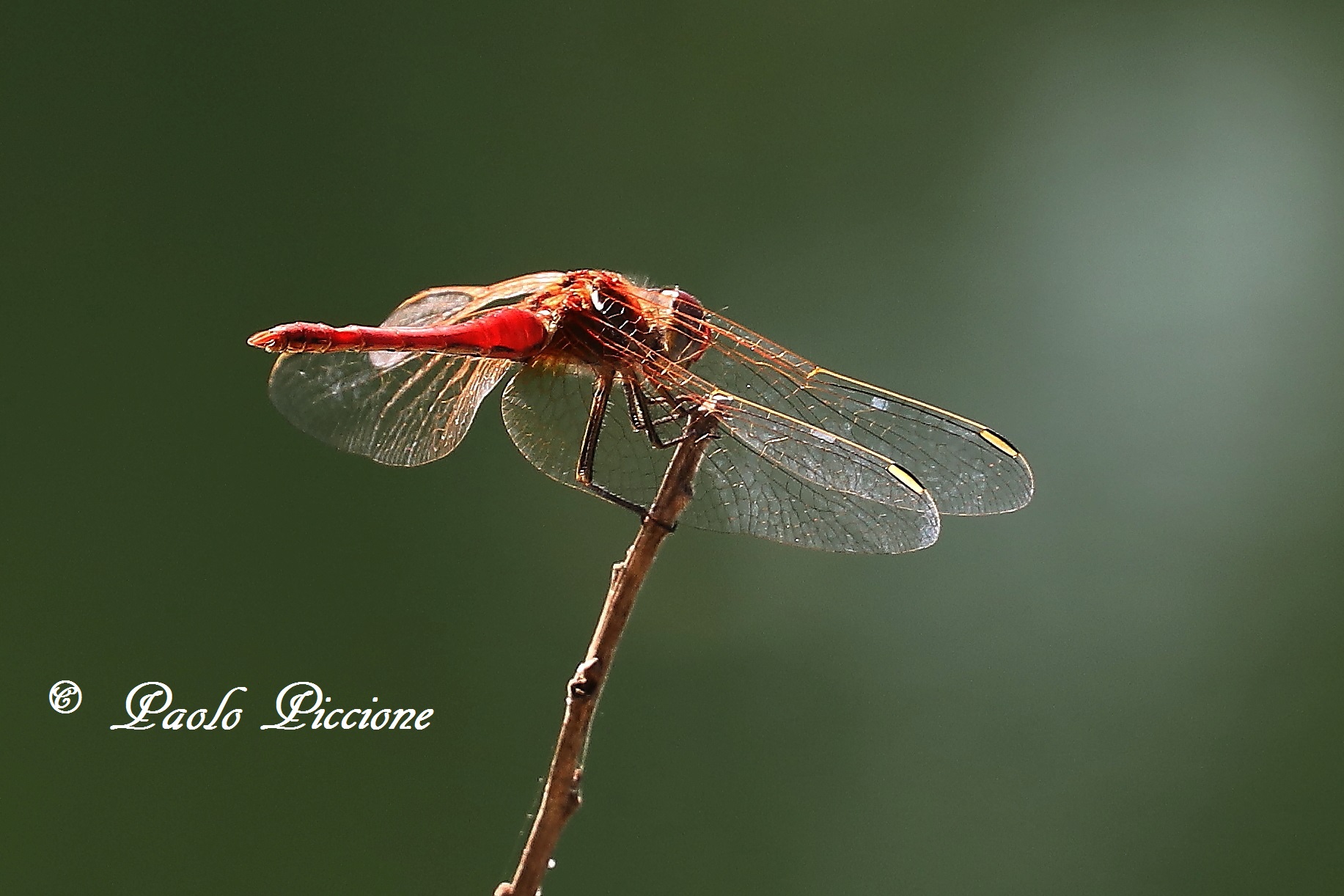 dragonfly