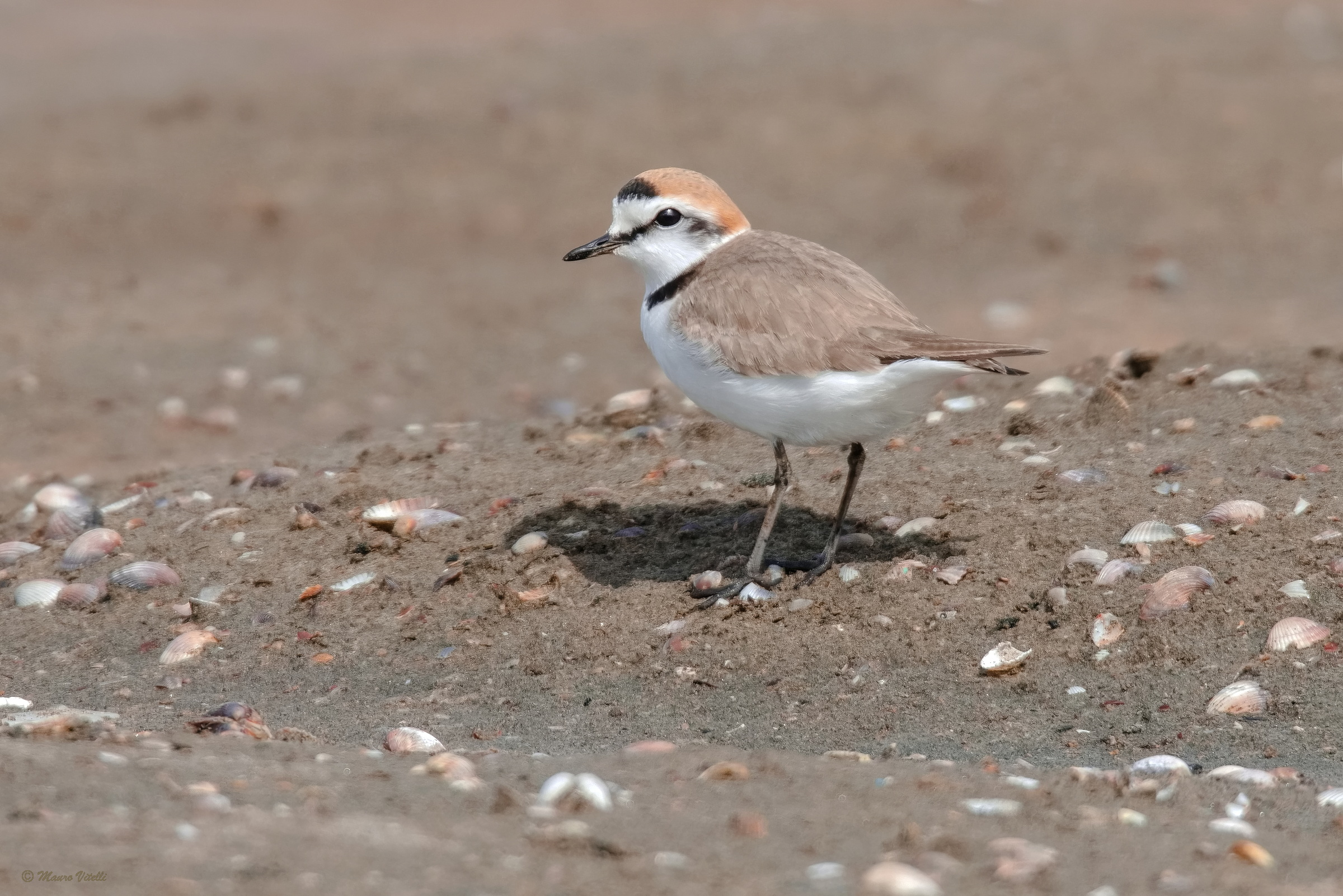 Kentish plover (Charadrius alexandrinus)