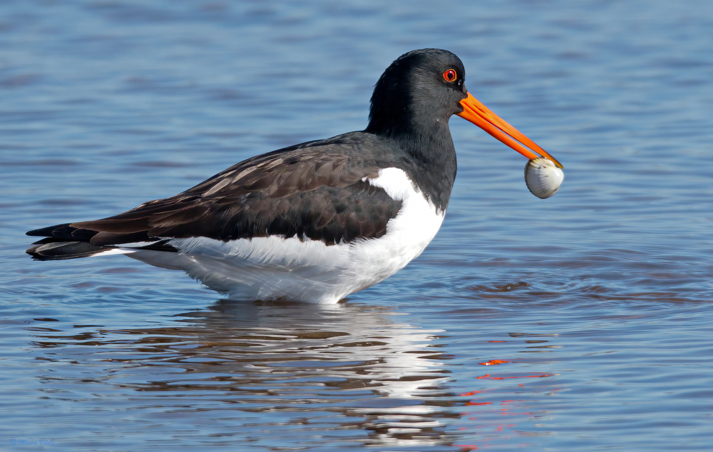 Oystercatcher