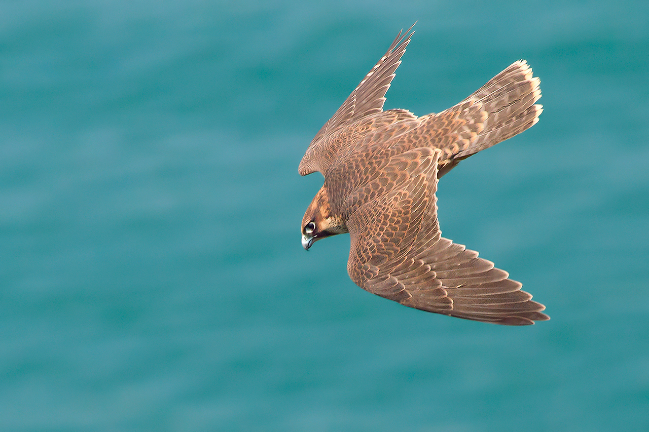 Peregrine juv