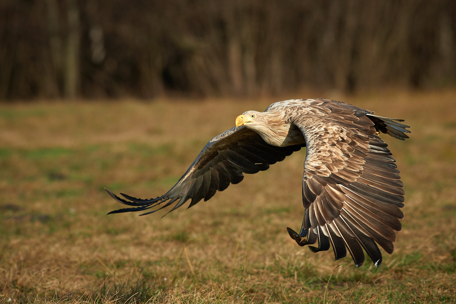 White-tailed eagle