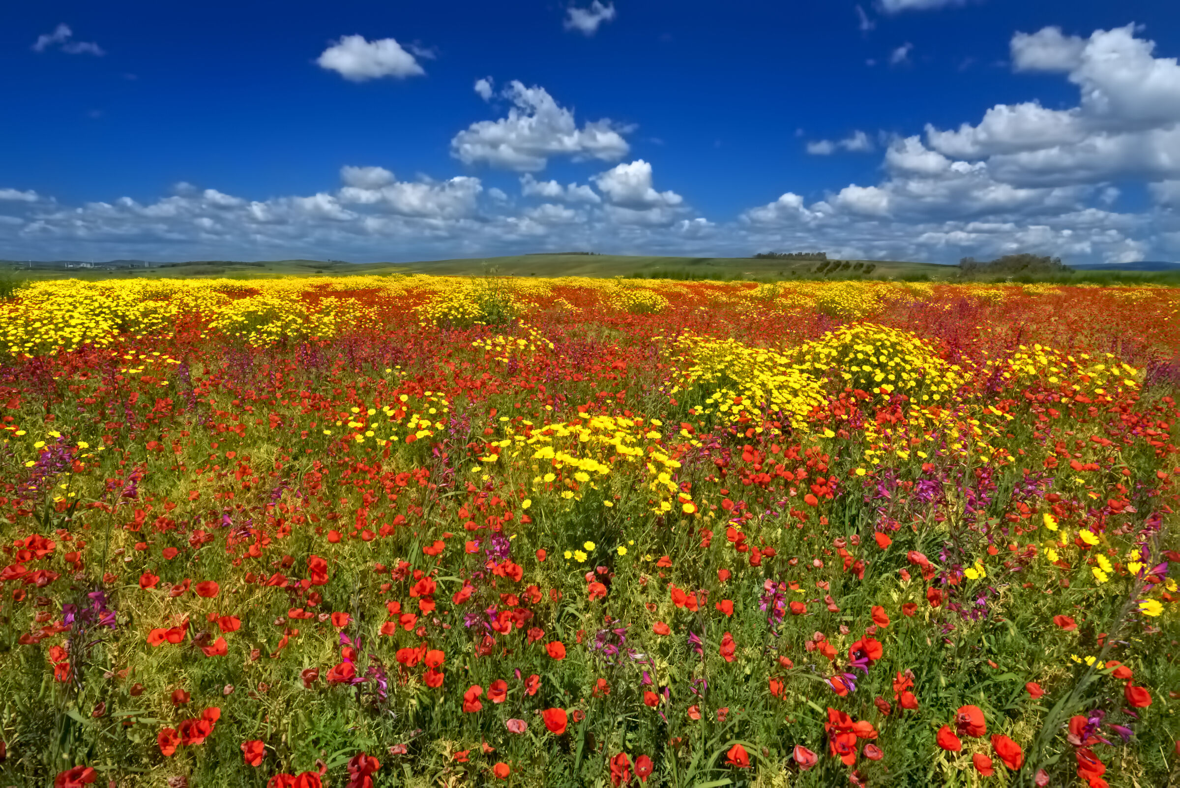 La mia "Castelluccio di Norcia" a km zero ...