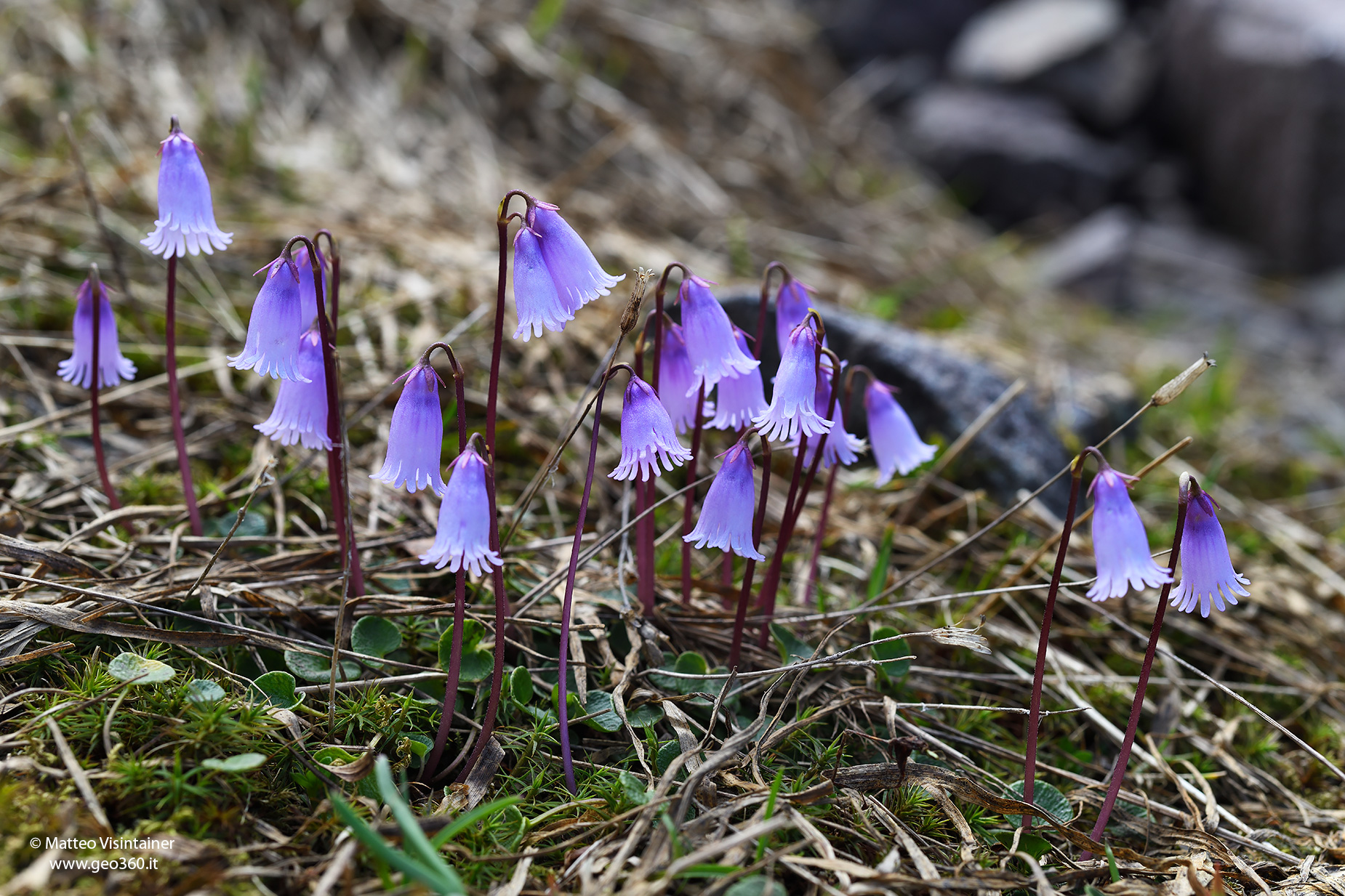 Soldanella pusilla