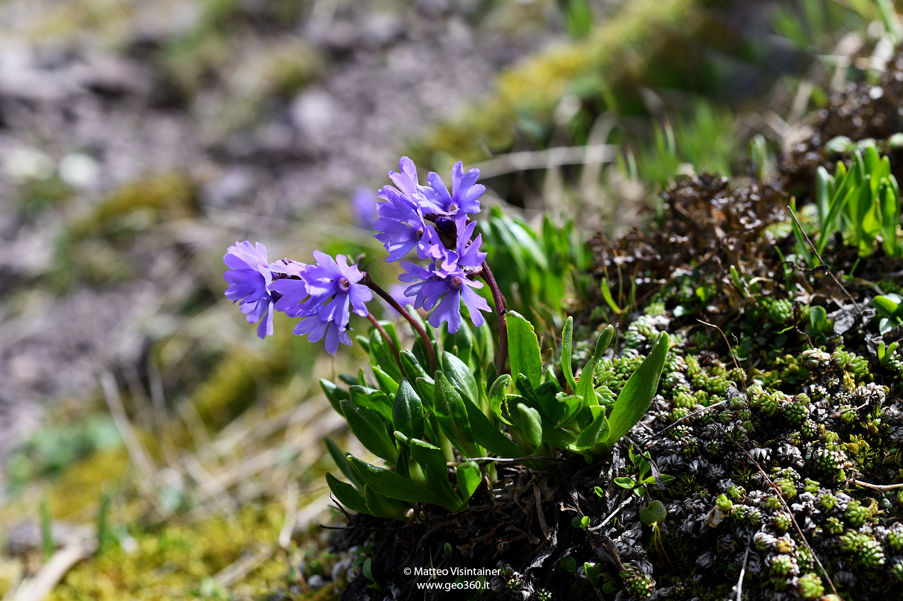 Primula glutinosa