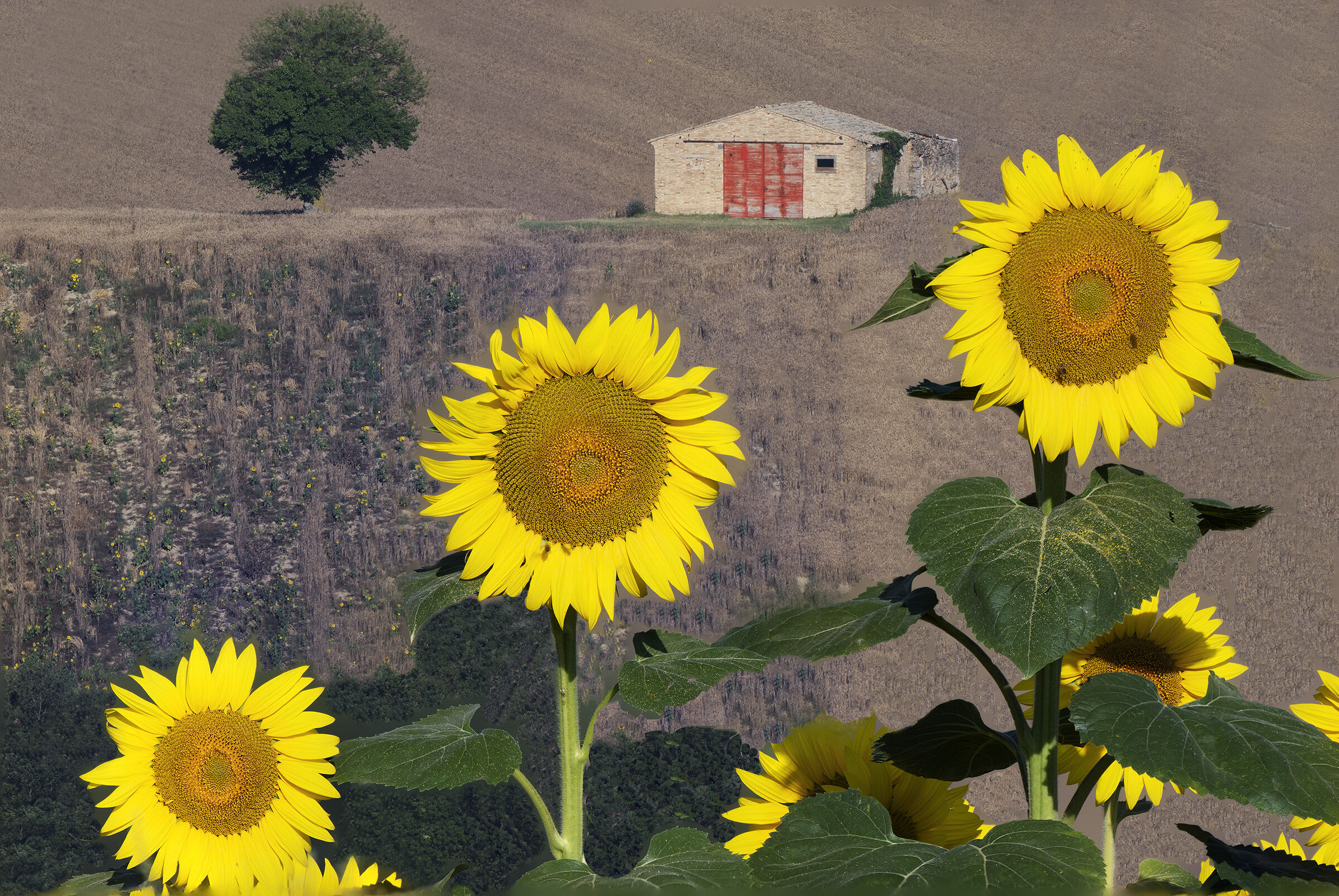 Countryside and sunflowers