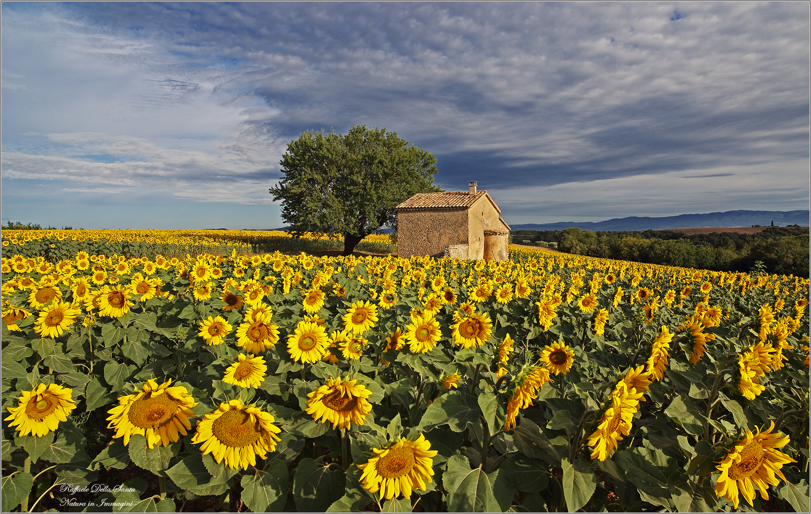Une Peinture Provencale
