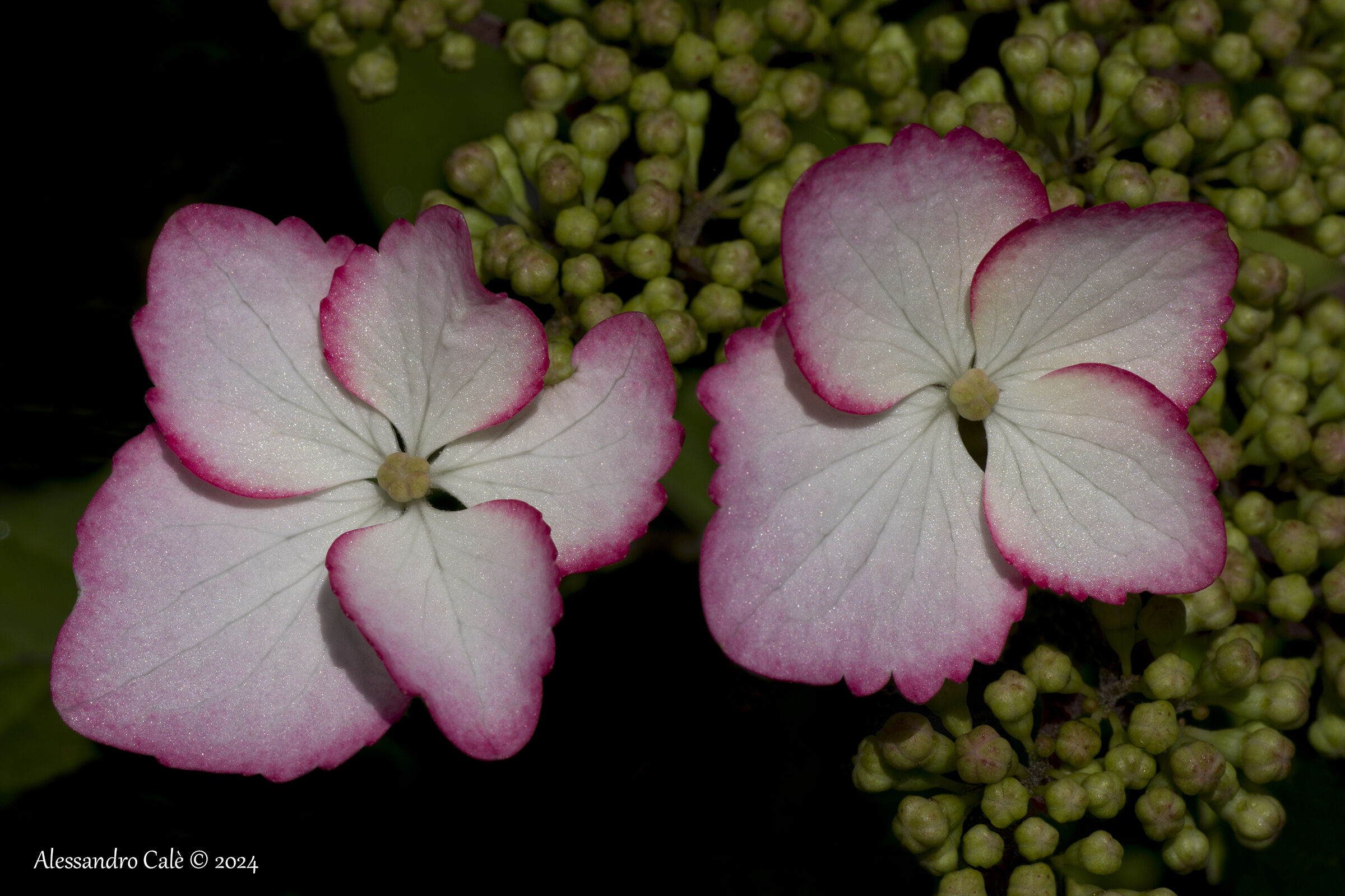 Hydrangea (Hydrangea) 7462