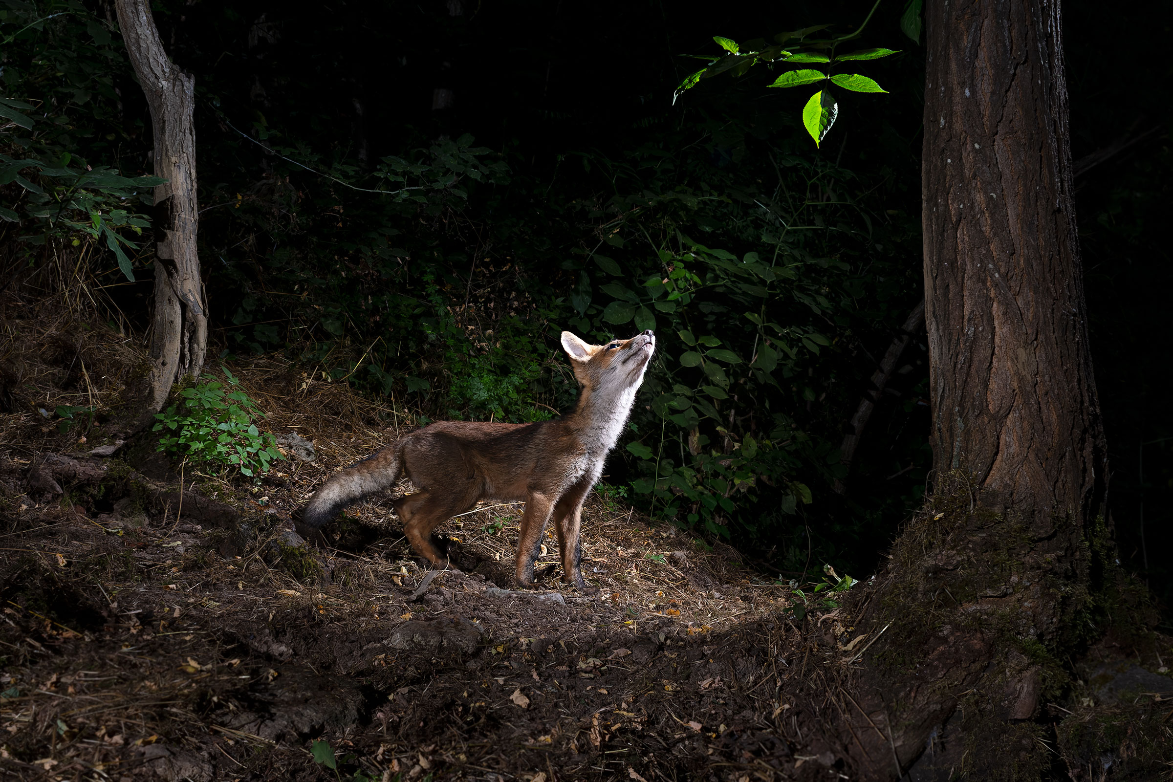La Volpe e l'uva ...