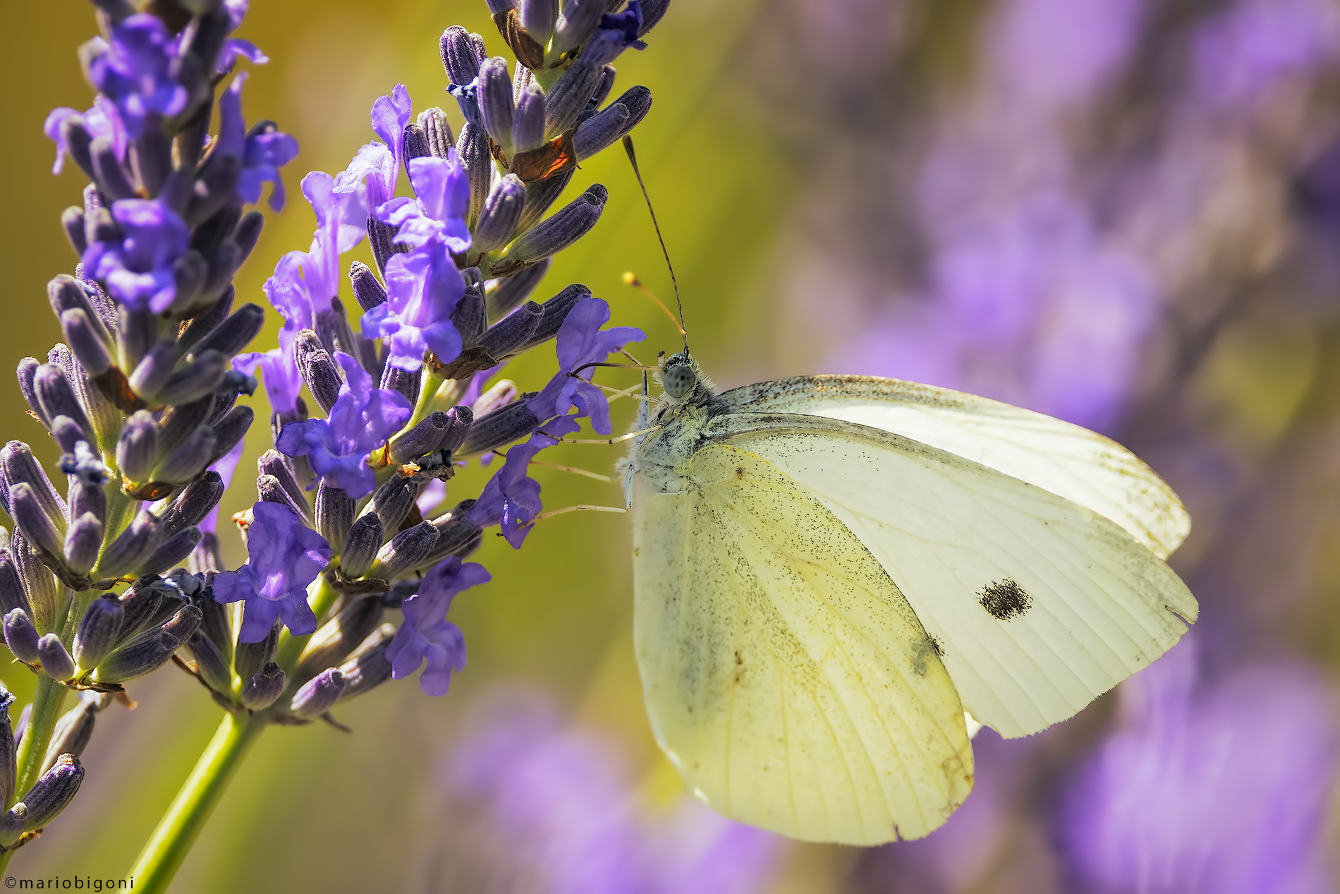 Cavolaia minore     Pieris rapae