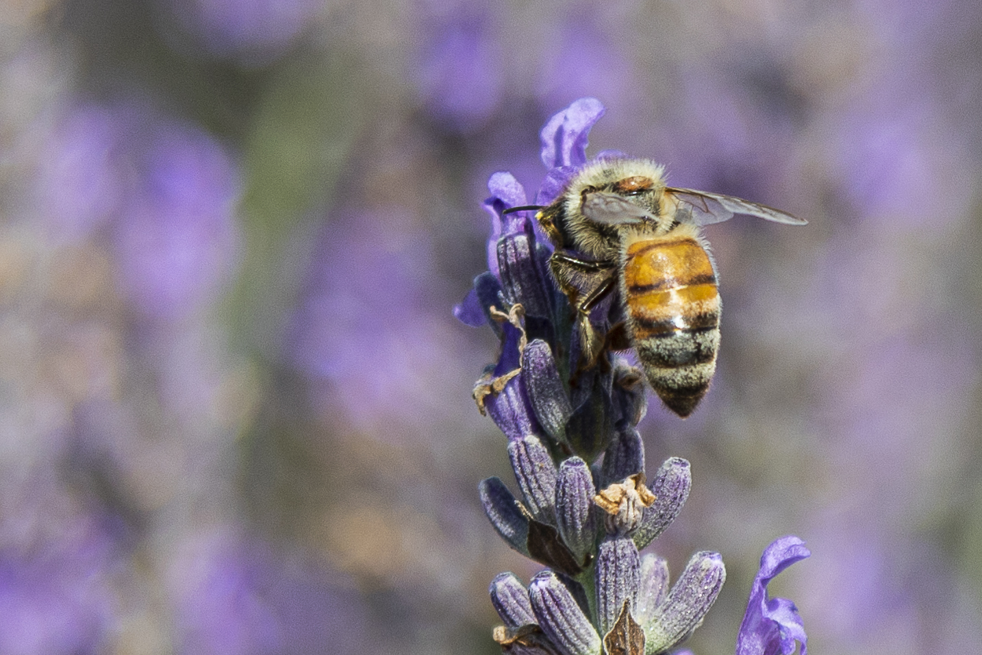 Lavender 1