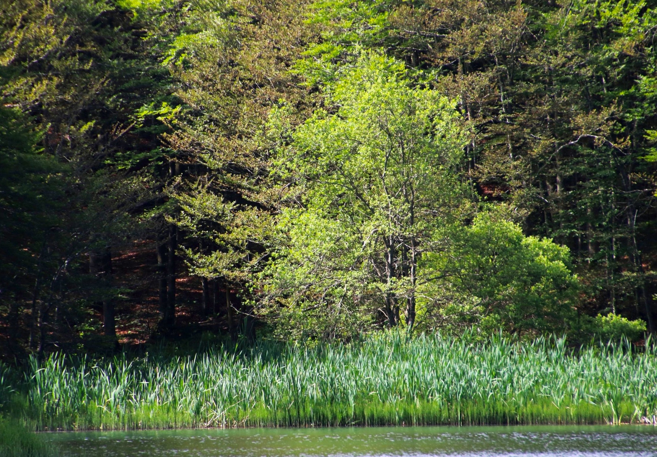 Il lago e il bosco