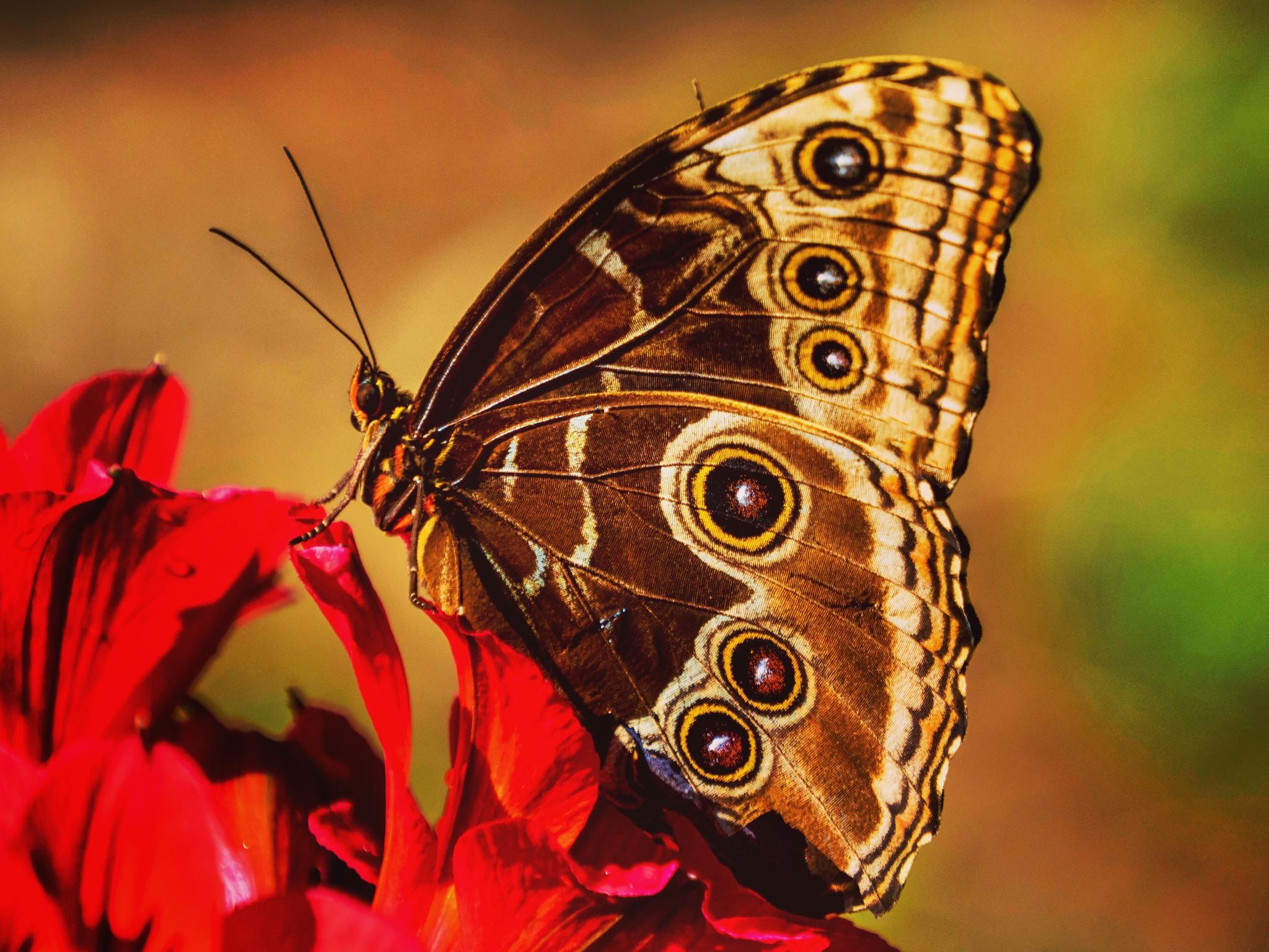 Morpho Peleides