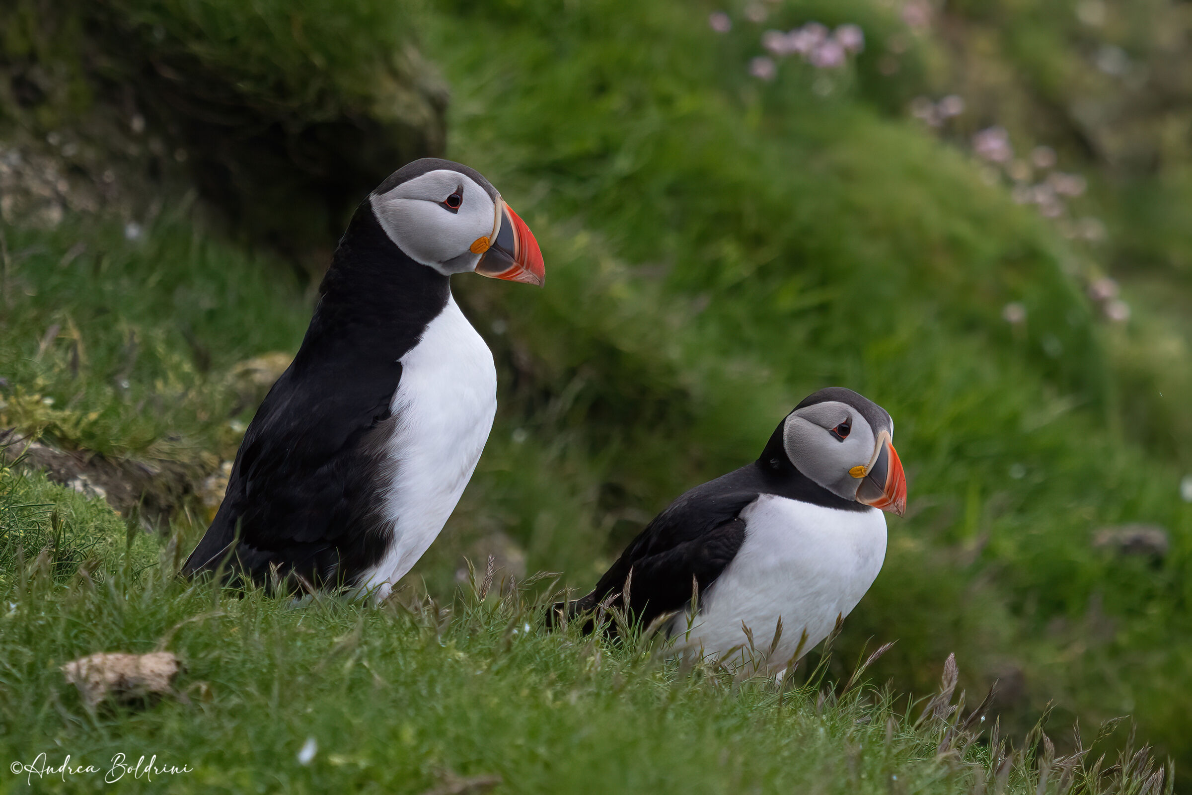Puffins