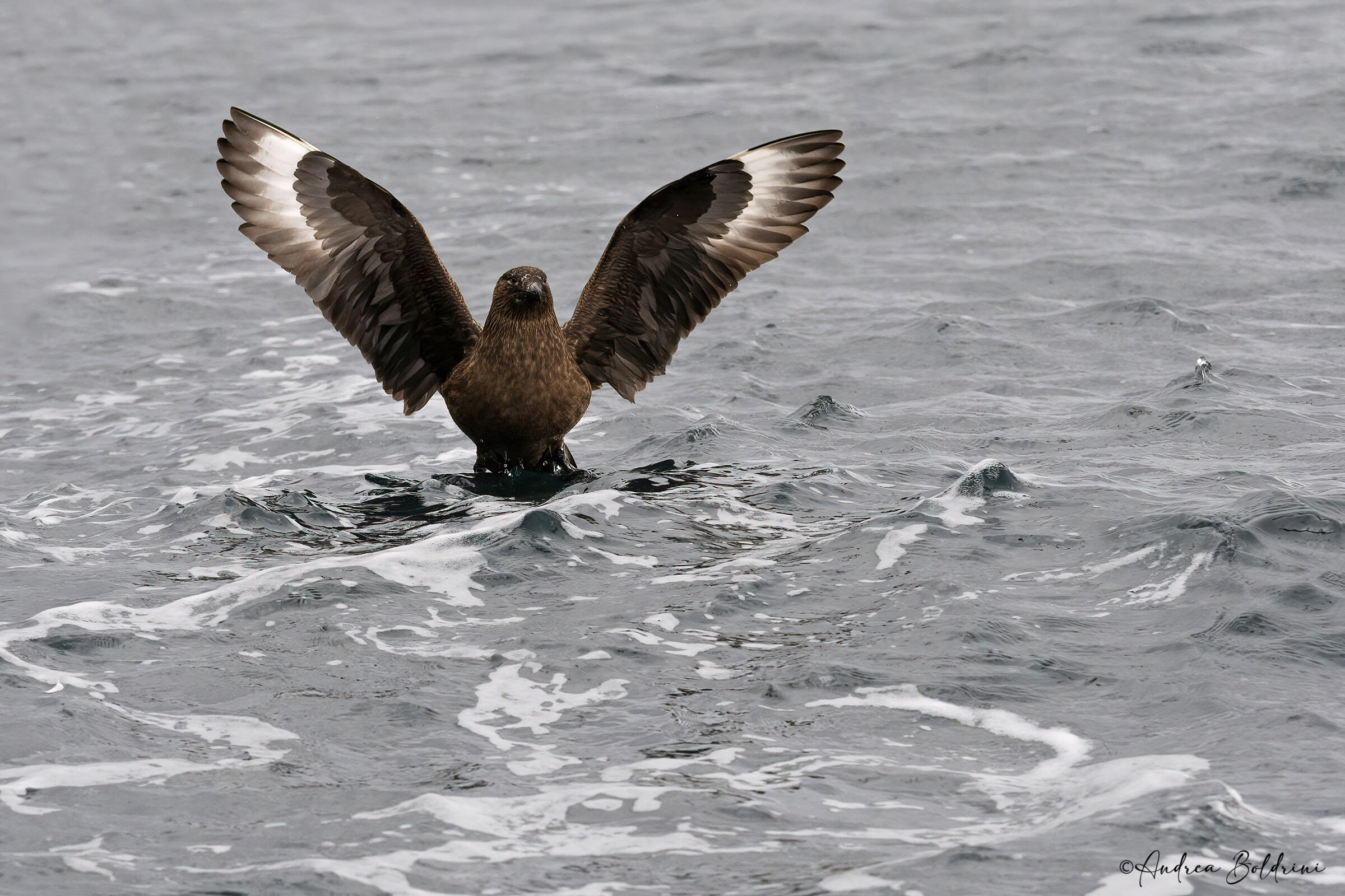 Great Skua