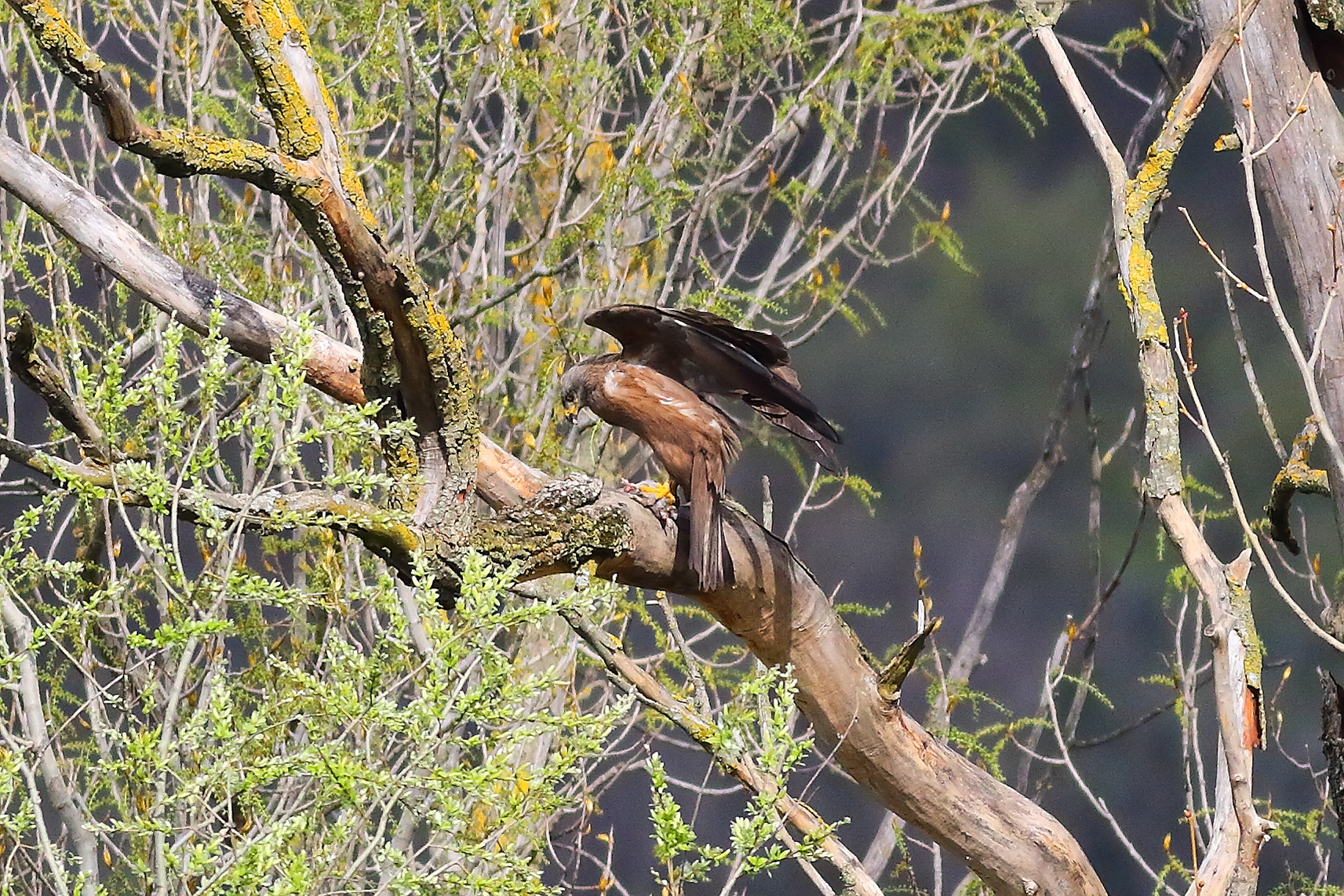 Nibbio bruno 24 marzo 2024 - 7339