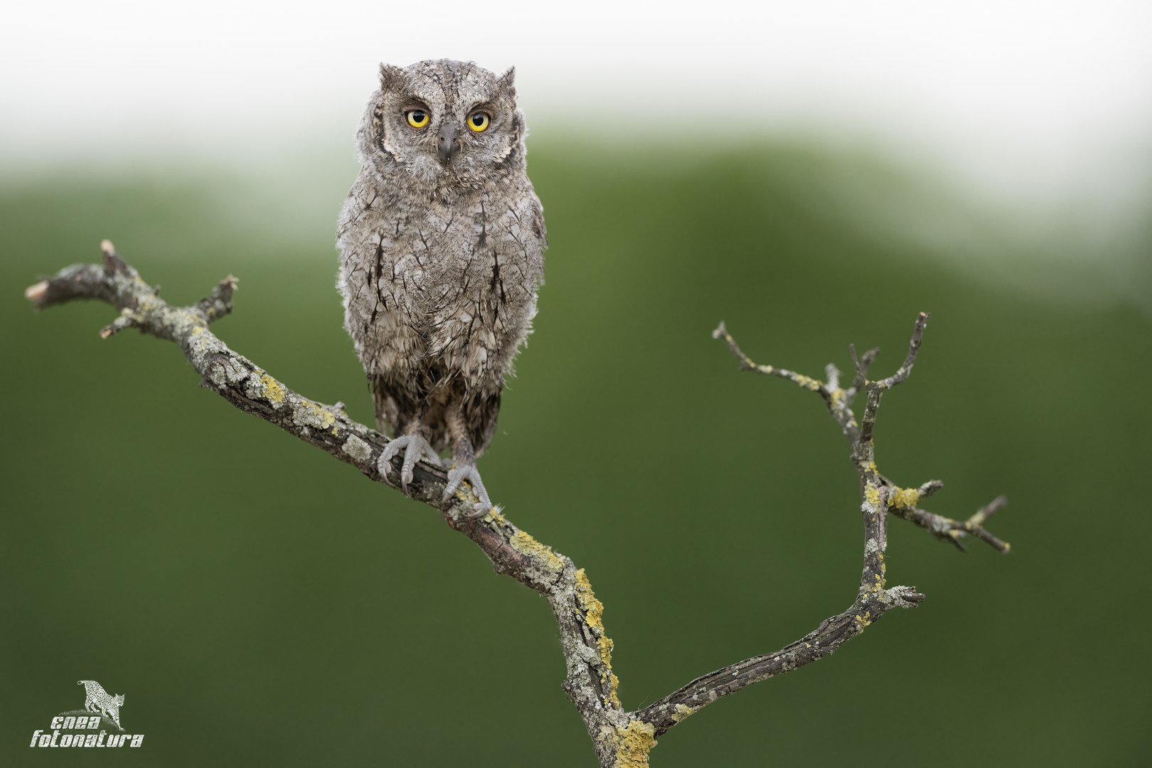 SCOPS OWL