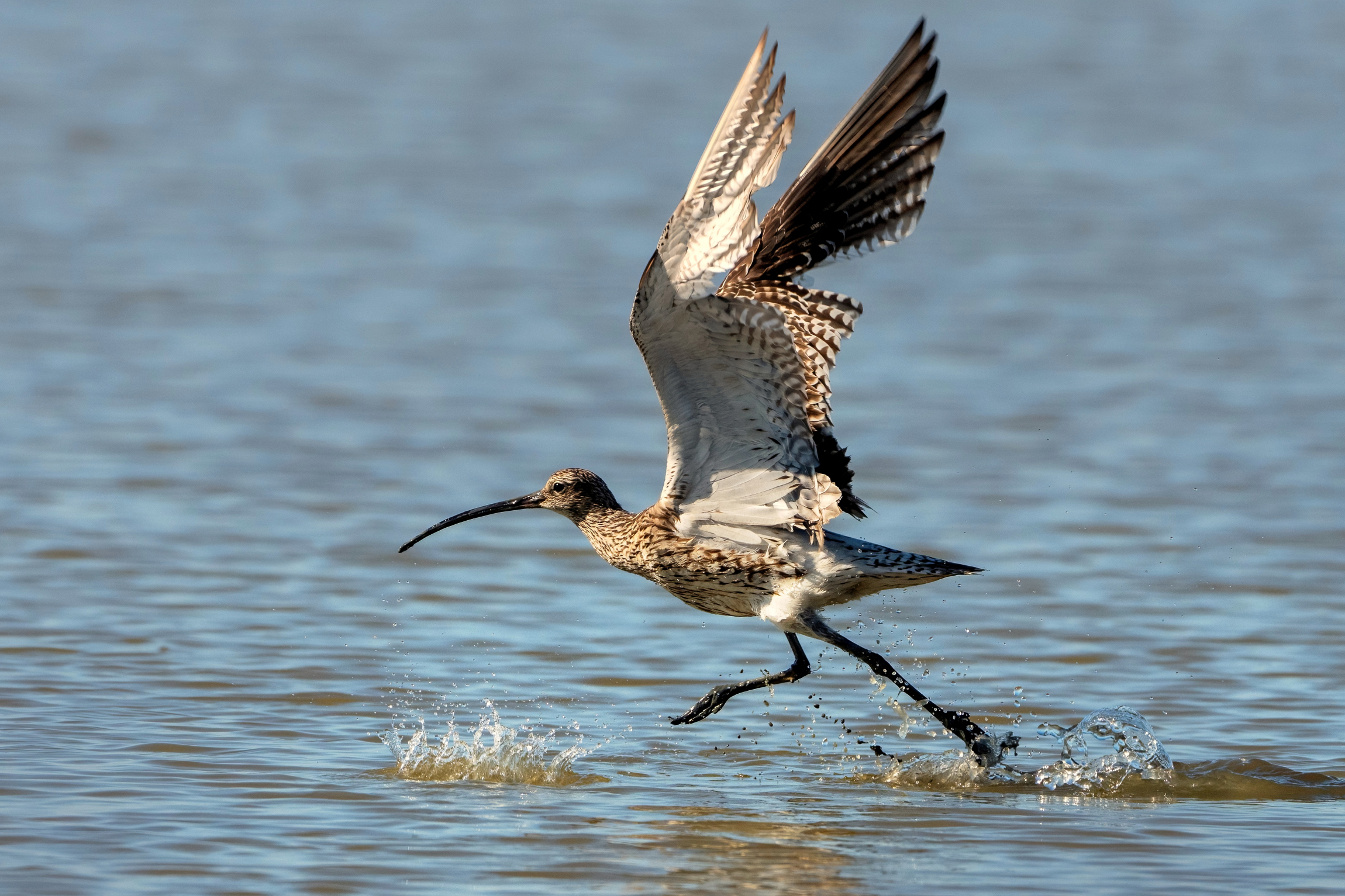Chiurlo (Numenius arquata)