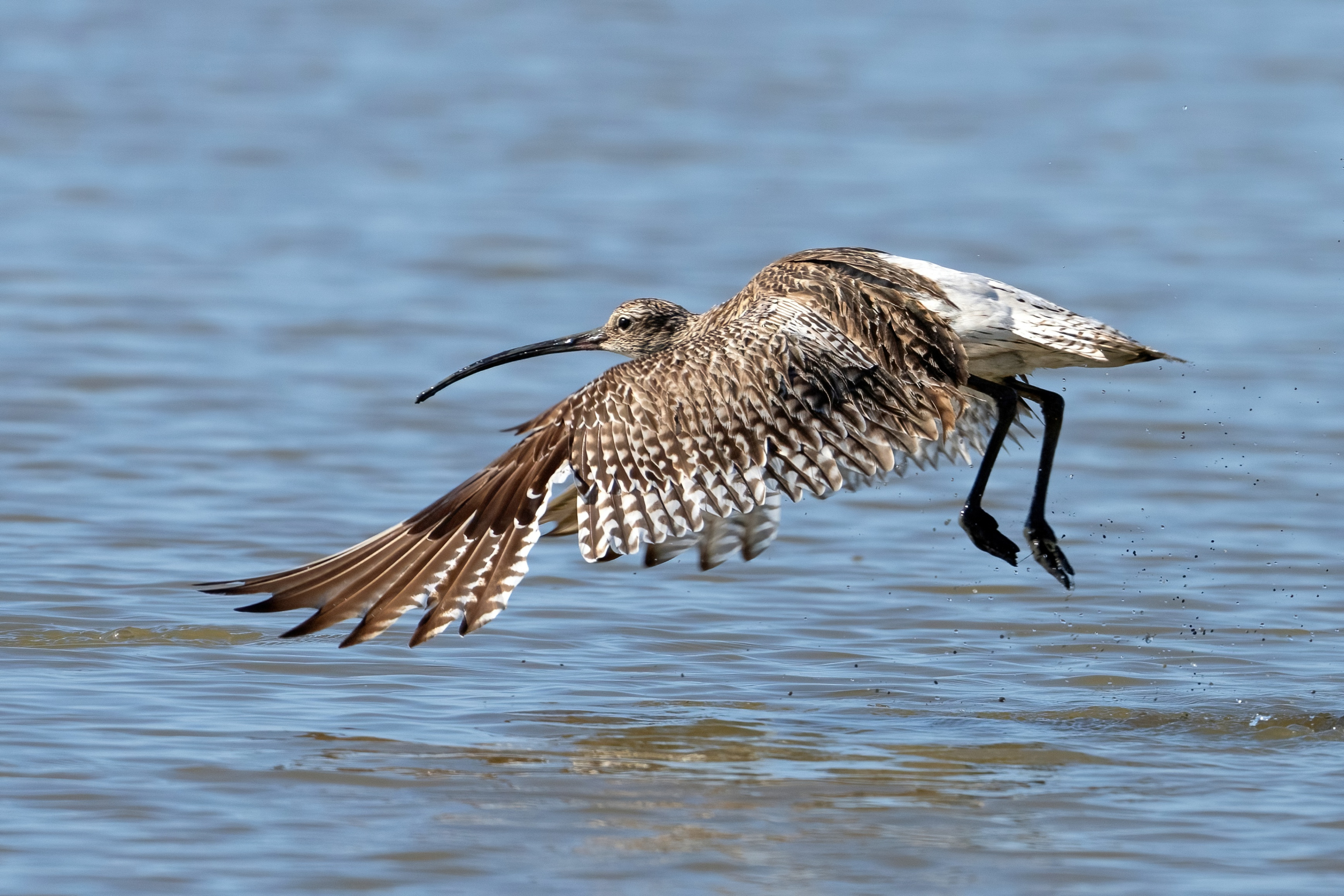 Curlew (Numenius arquata)