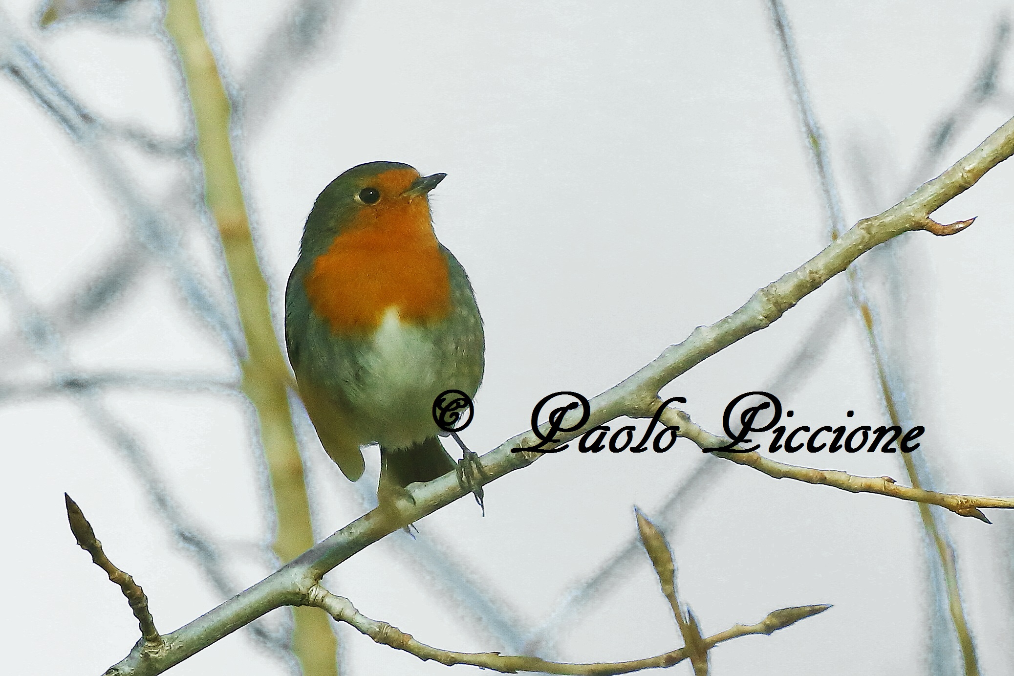 Robin