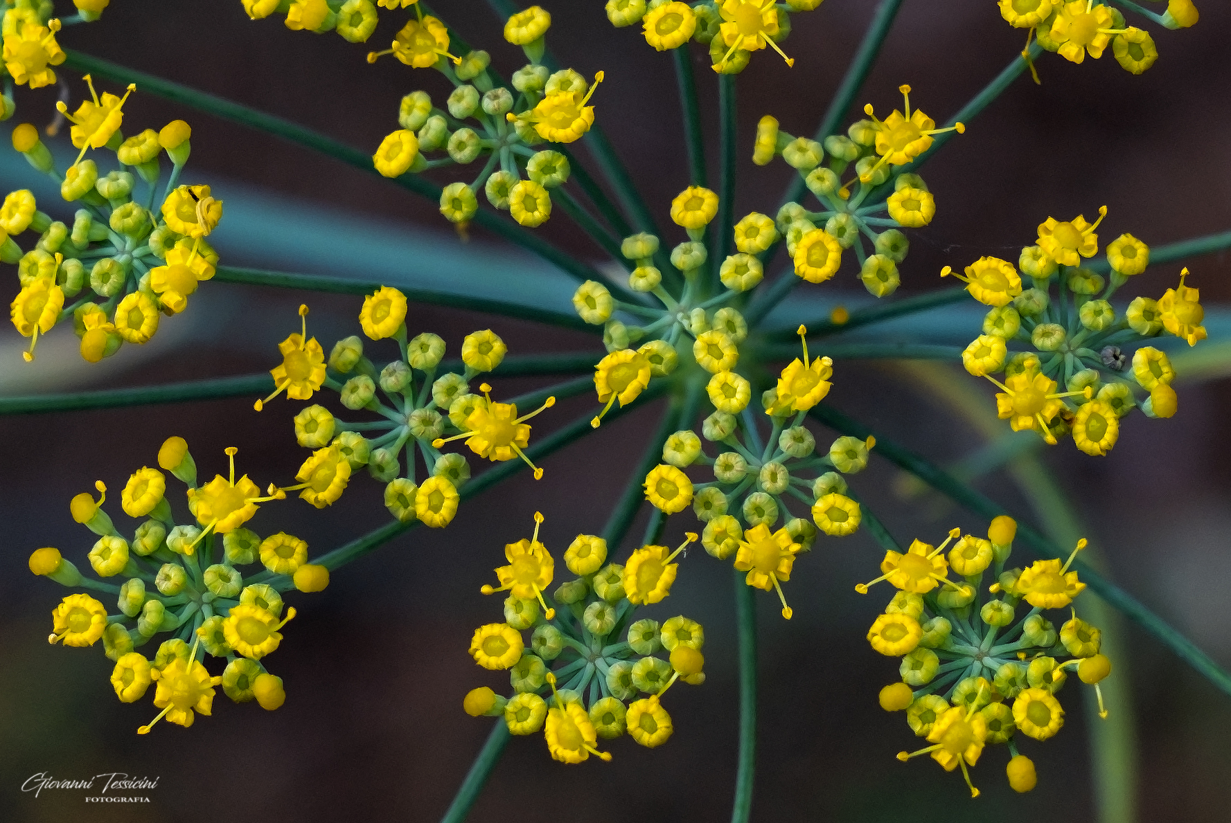 Foeniculum vulgare (flowers)