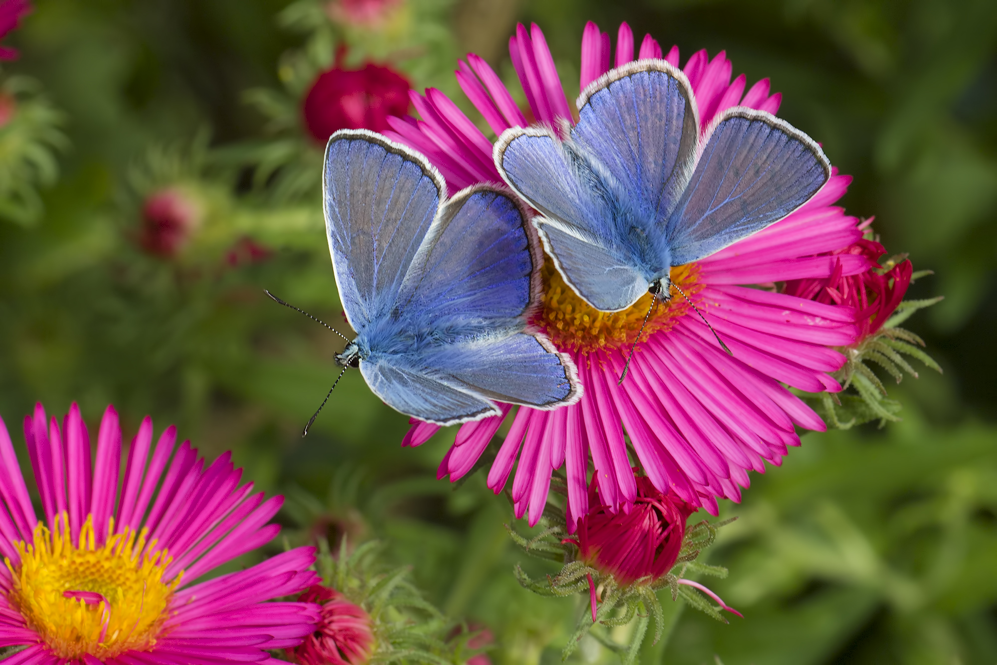 Polyammatus icarus