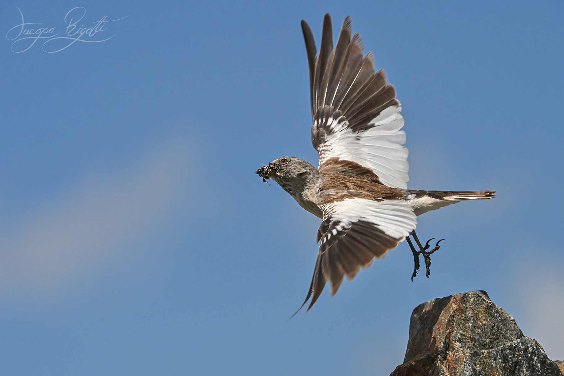 Alpine Finch