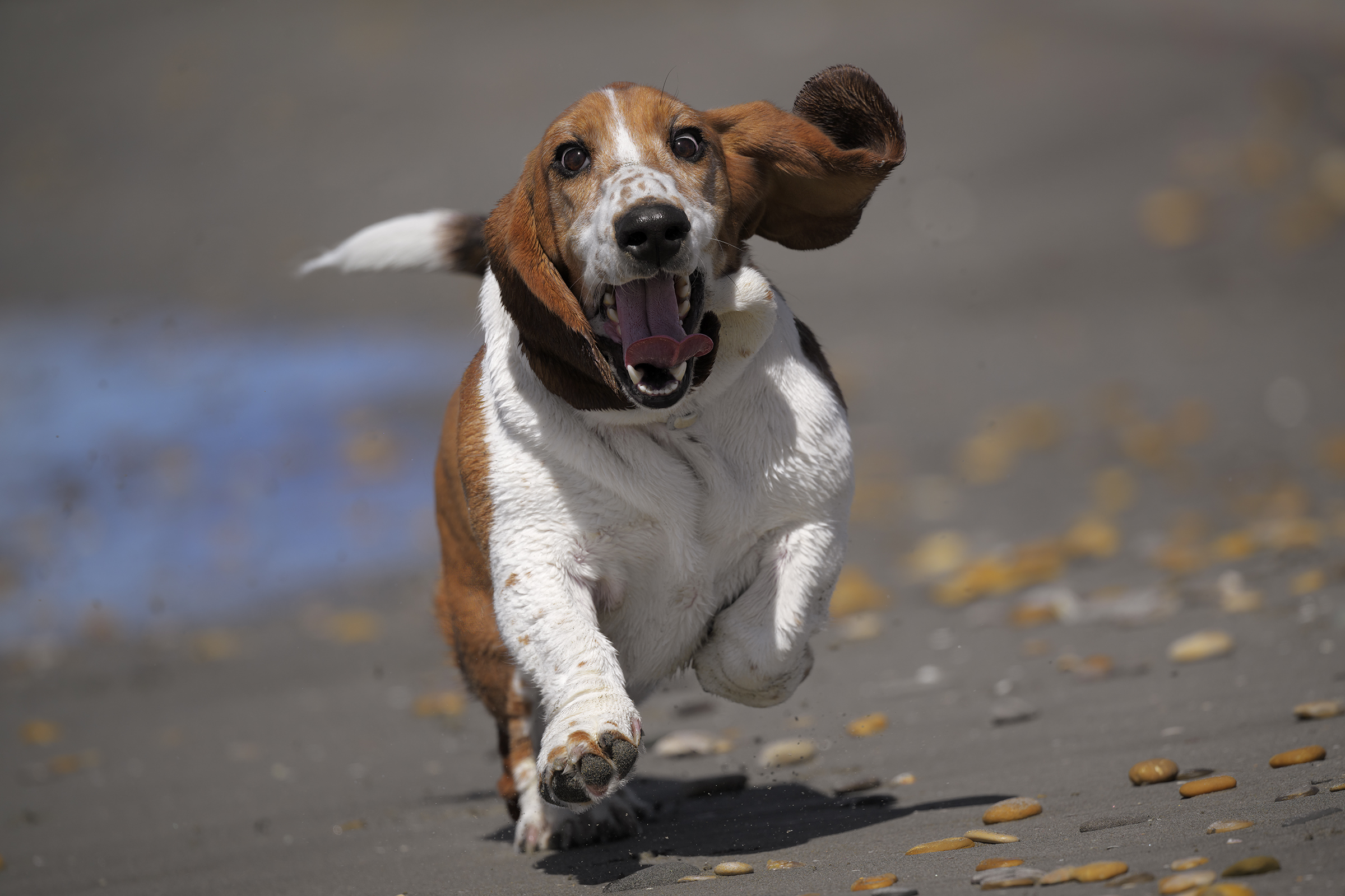 RunAdeleRun!
