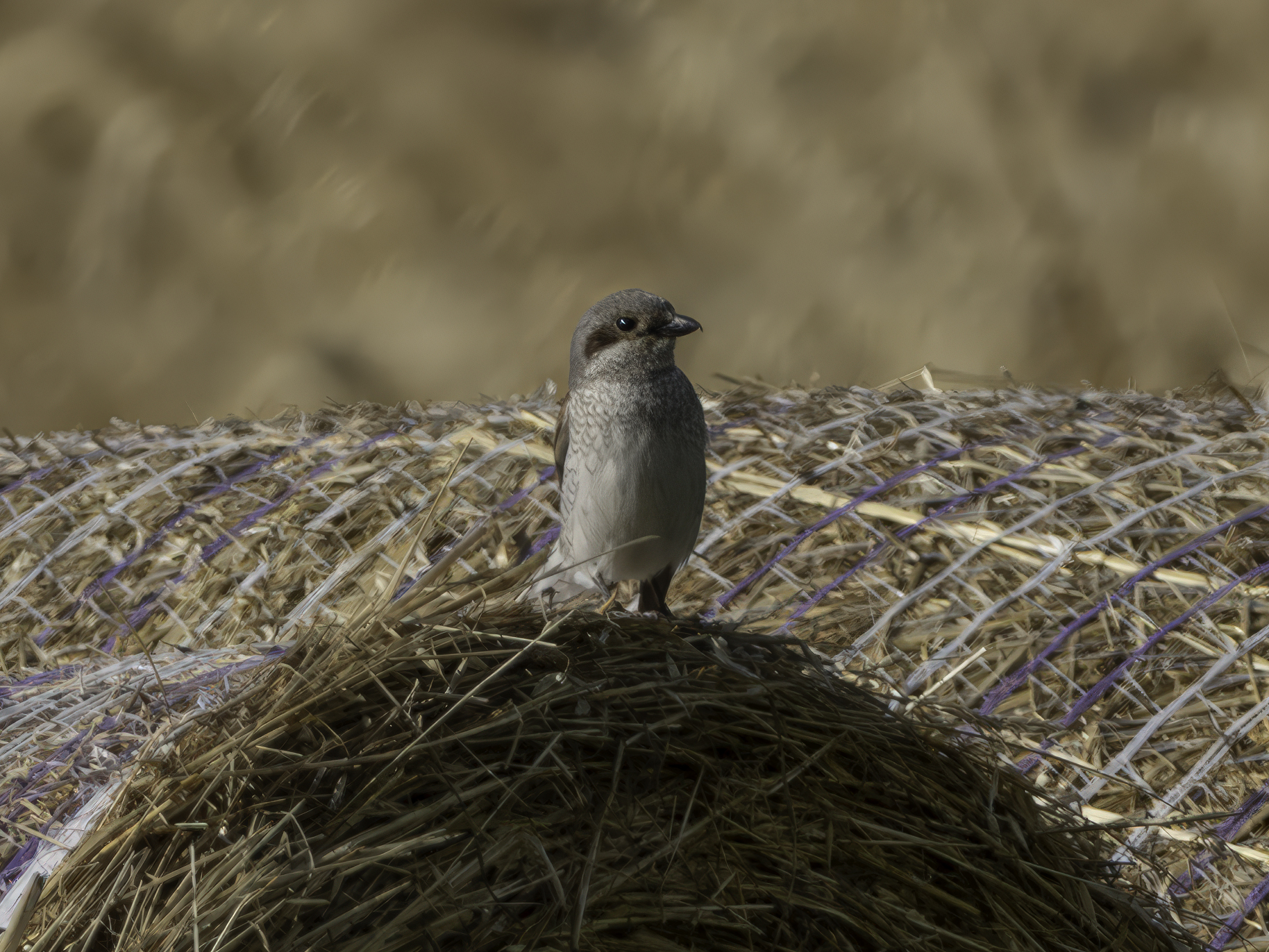 Common Sparrow