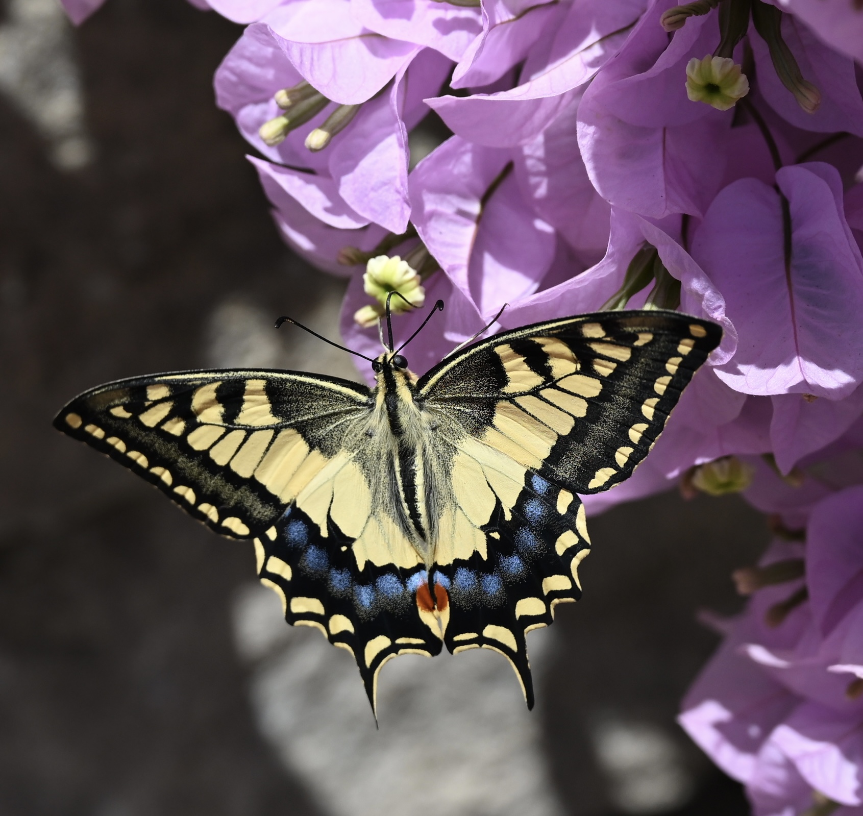 Amalfi butterfly