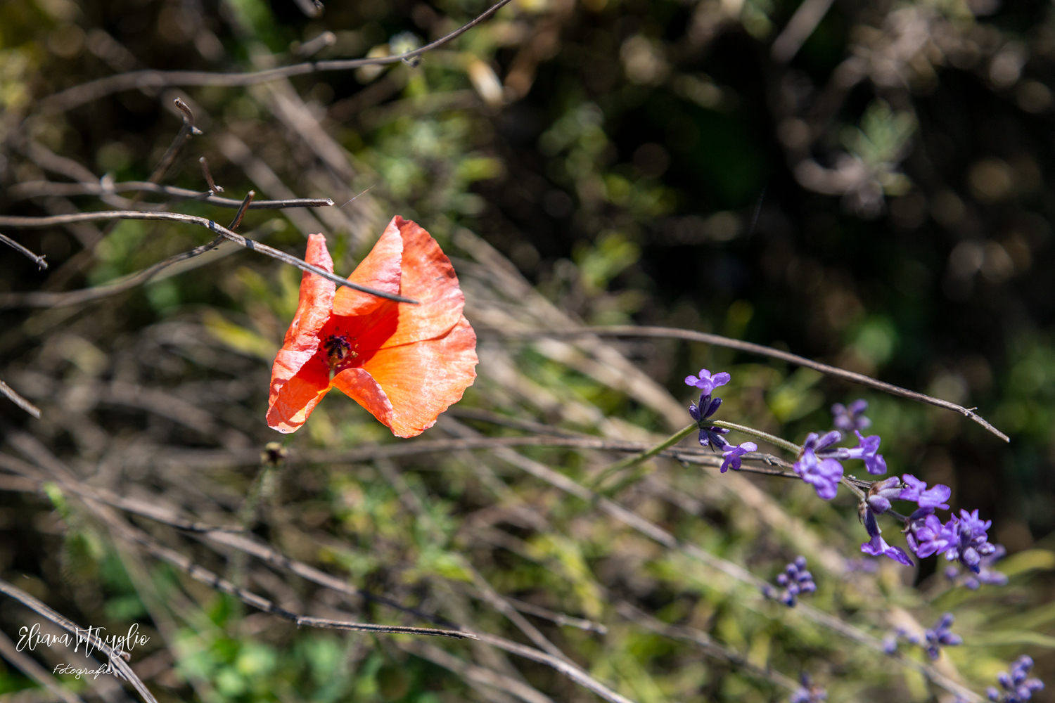 Red, brown and lavender