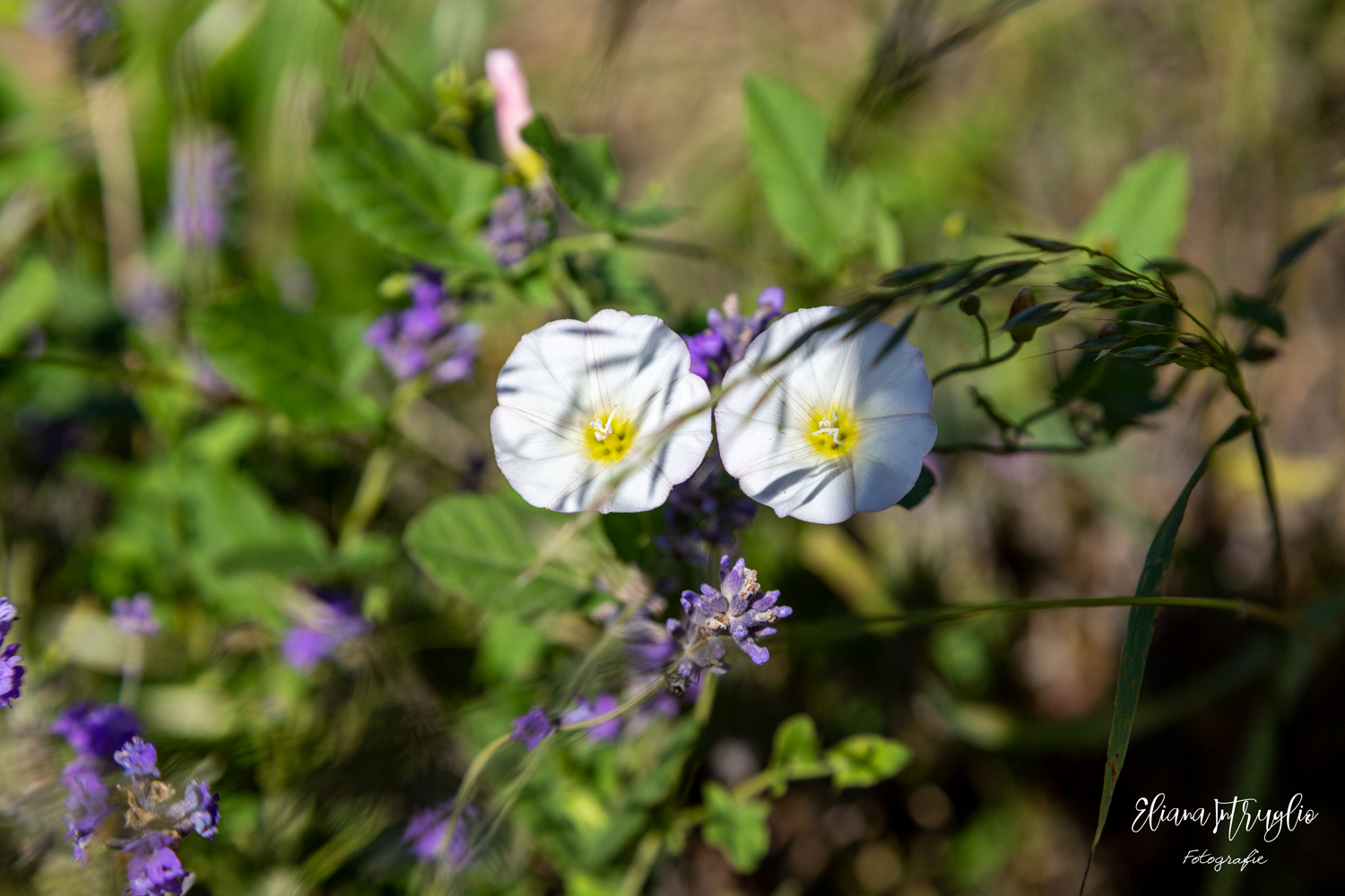 Bindweed in the shade