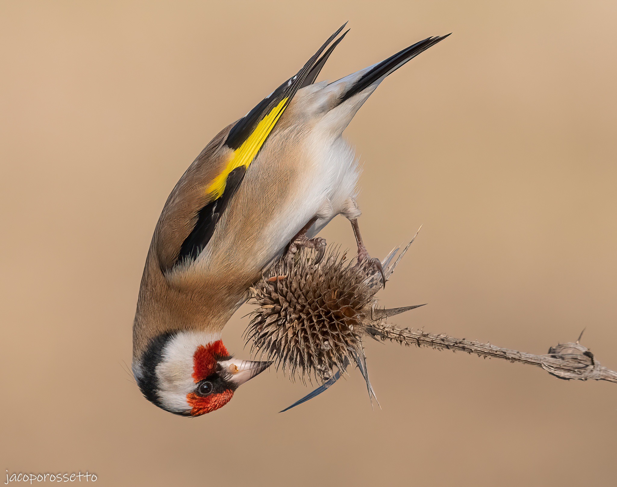 Goldfinch