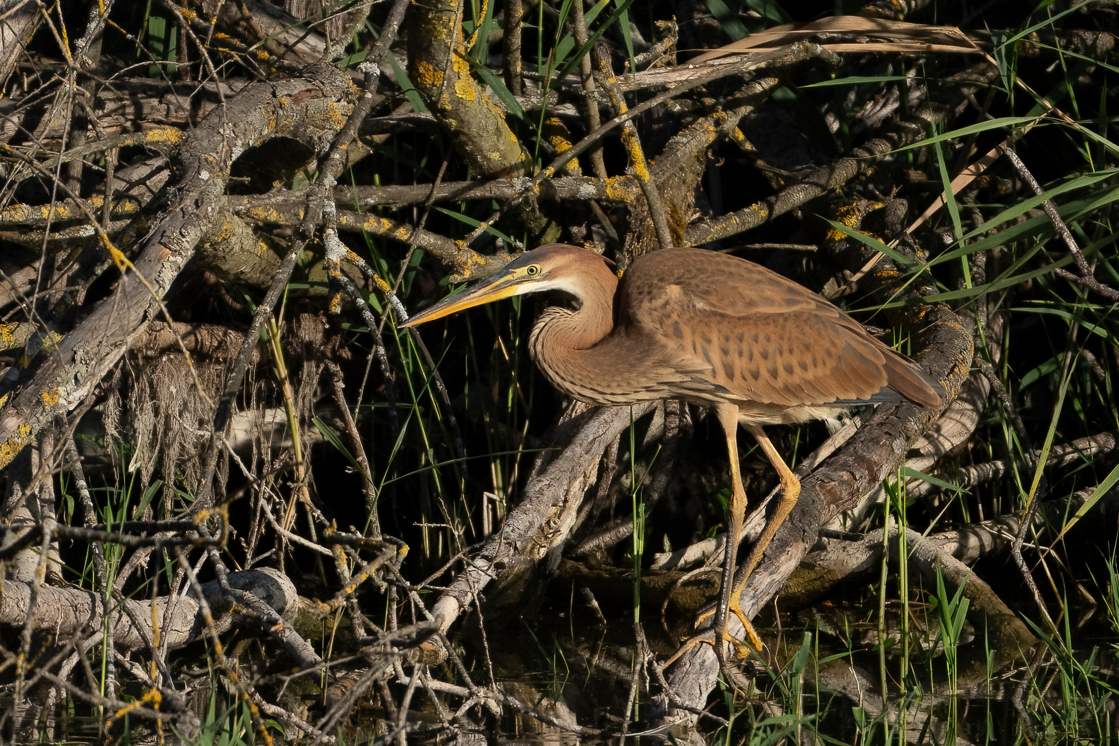 Giovane Airone rosso (Ardea purpurea)