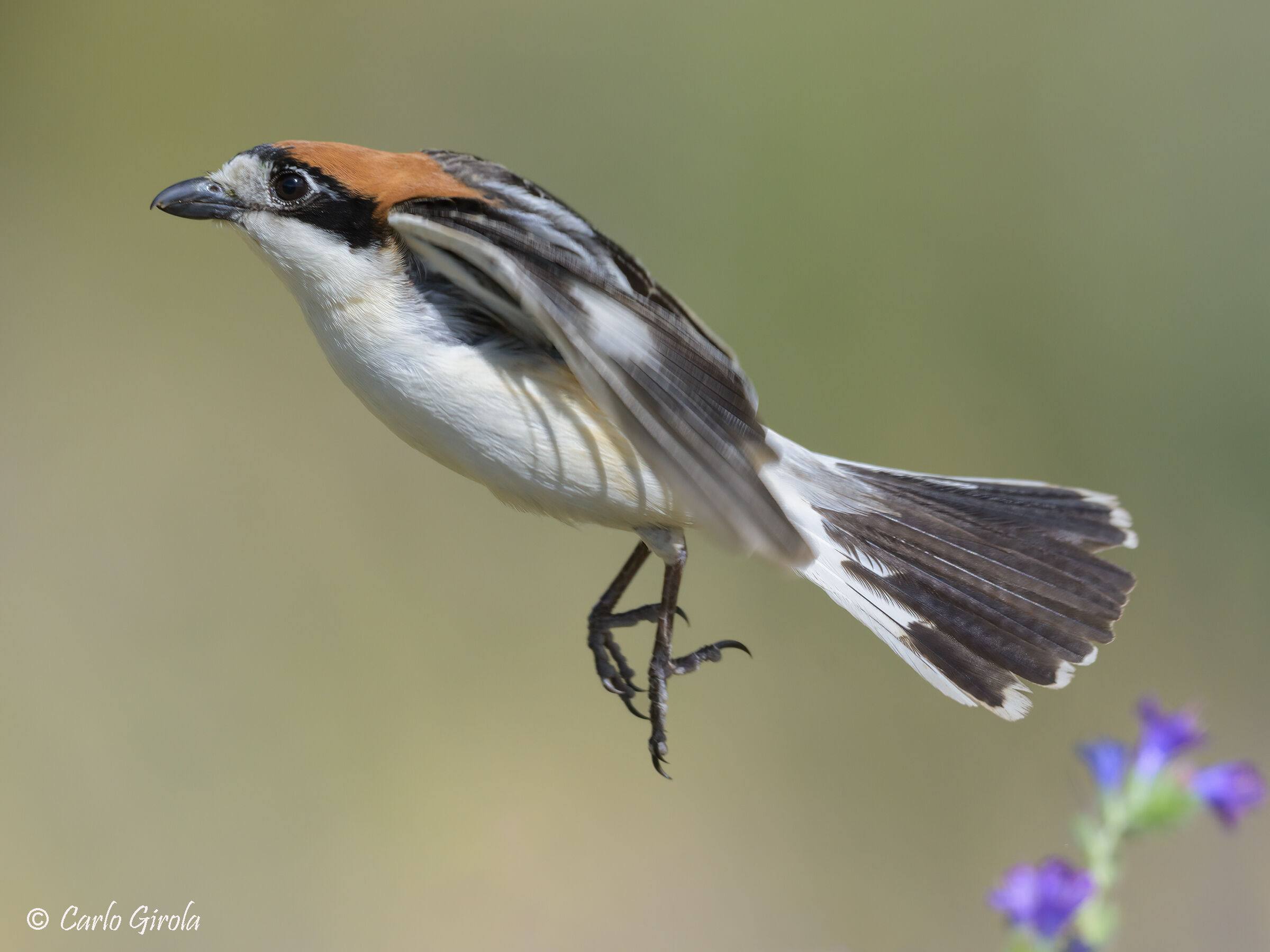 Redcap Shrike (Lanius senator)