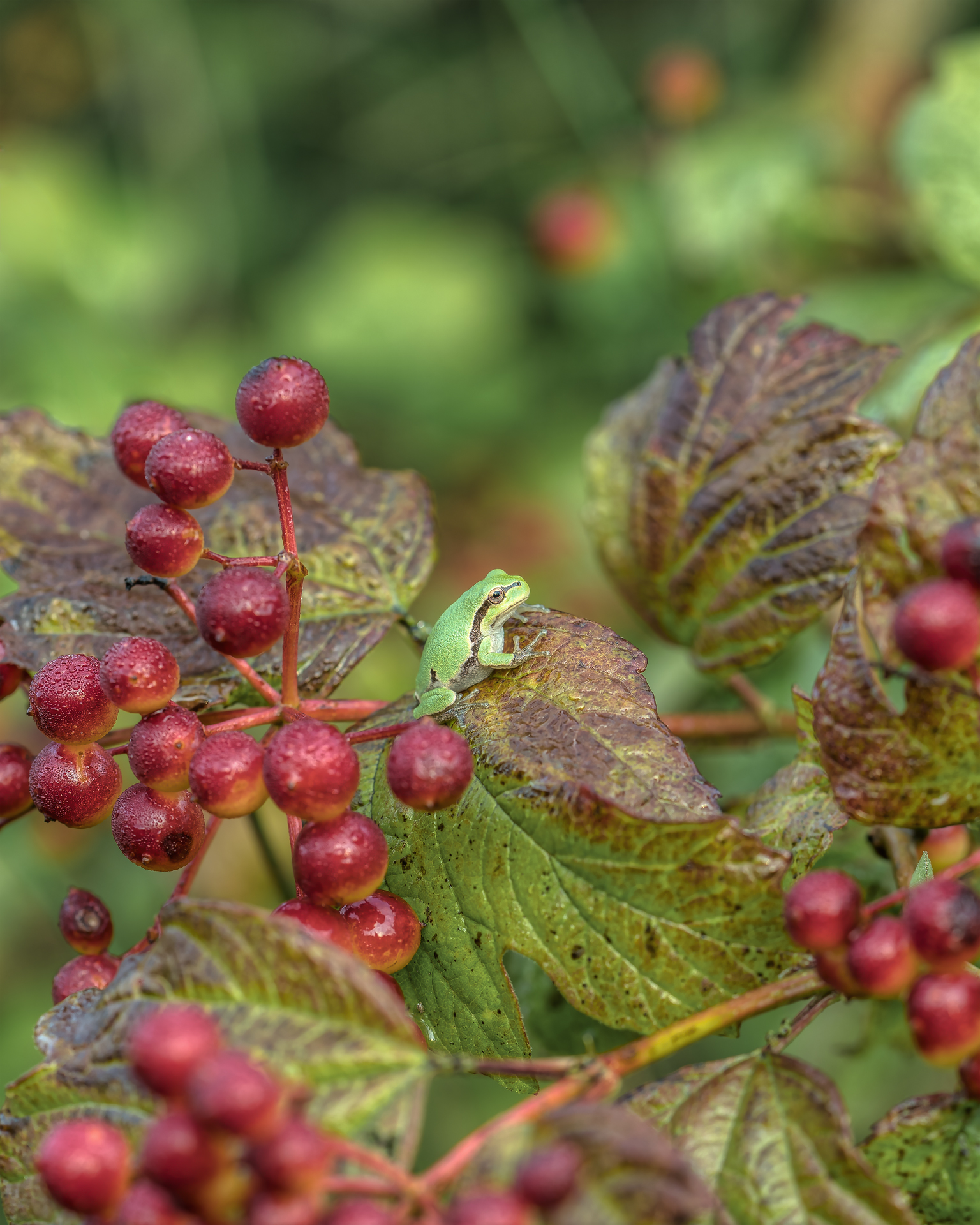 Surprise among the red berries